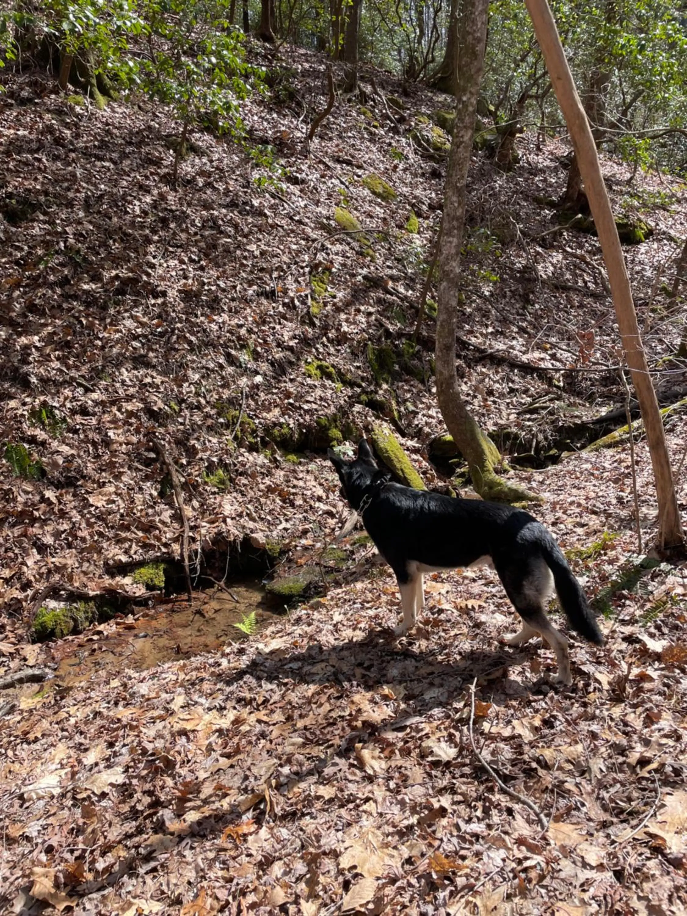 Alpenhaus Cabins Real Log Home in Helen Ga Mountains with hot tub and balconies