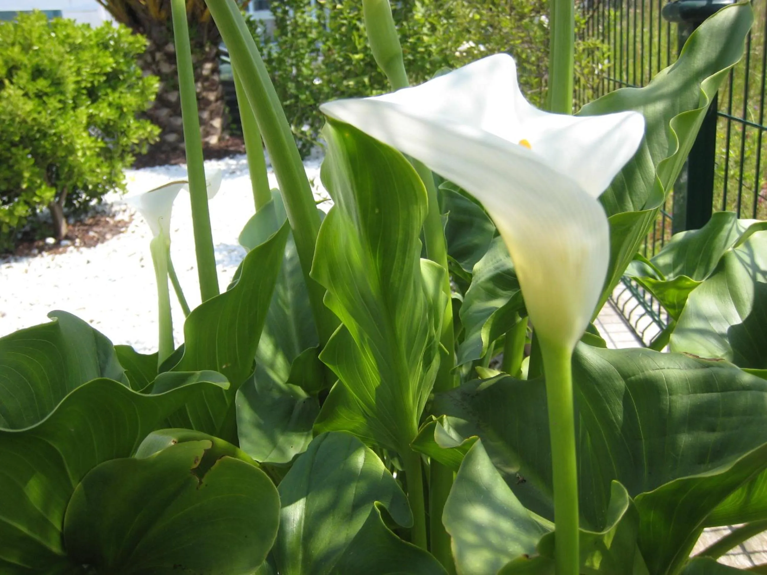 Garden in Hotel La Boroña