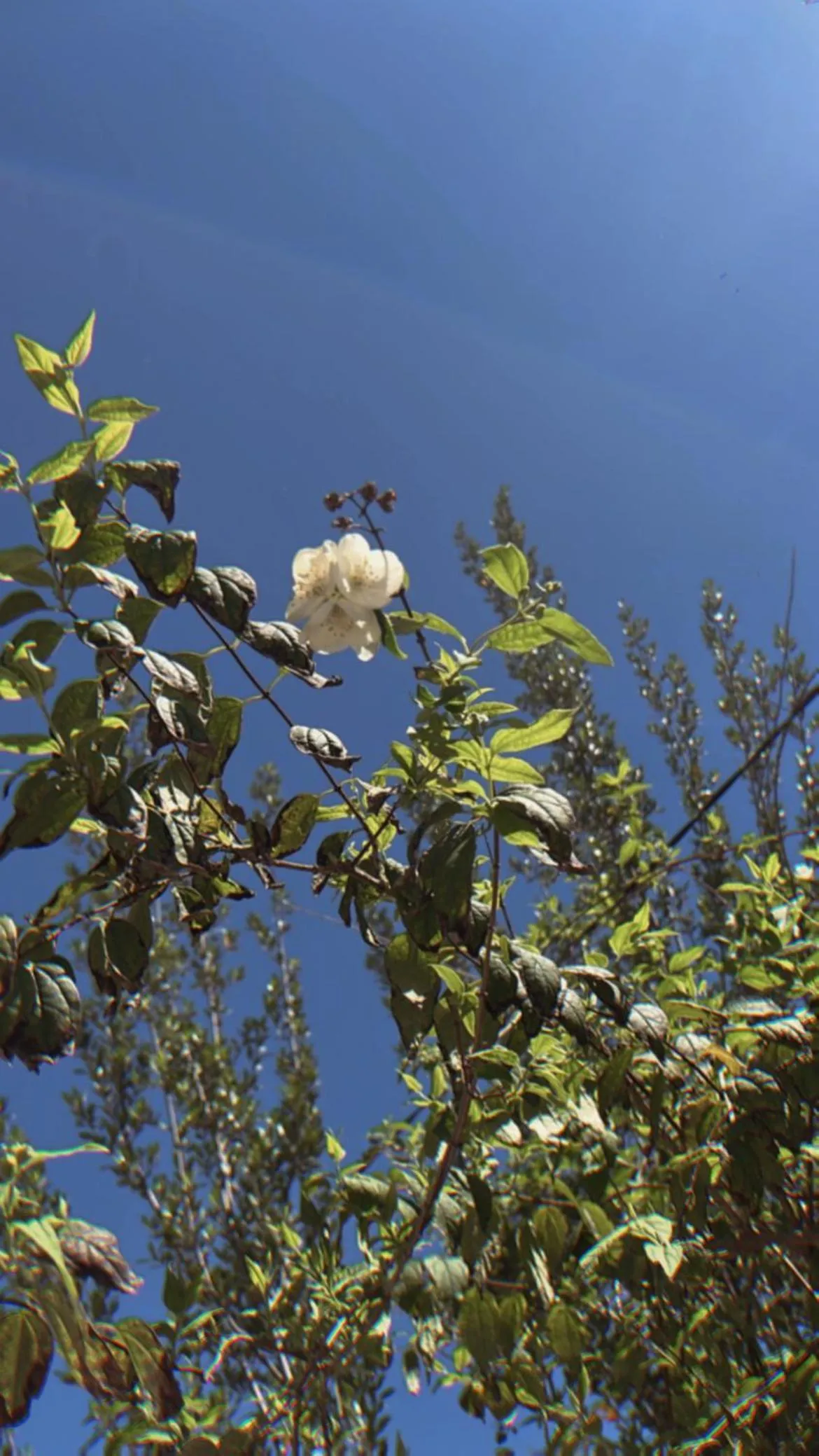 Garden in Posada Morisca Charming Hotel Boutique
