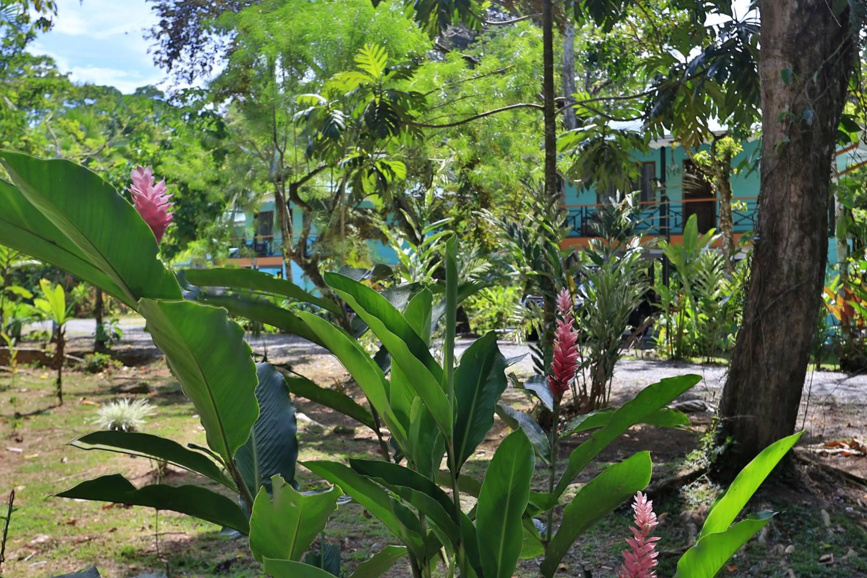 Garden in Manzanillo Caribbean Resort