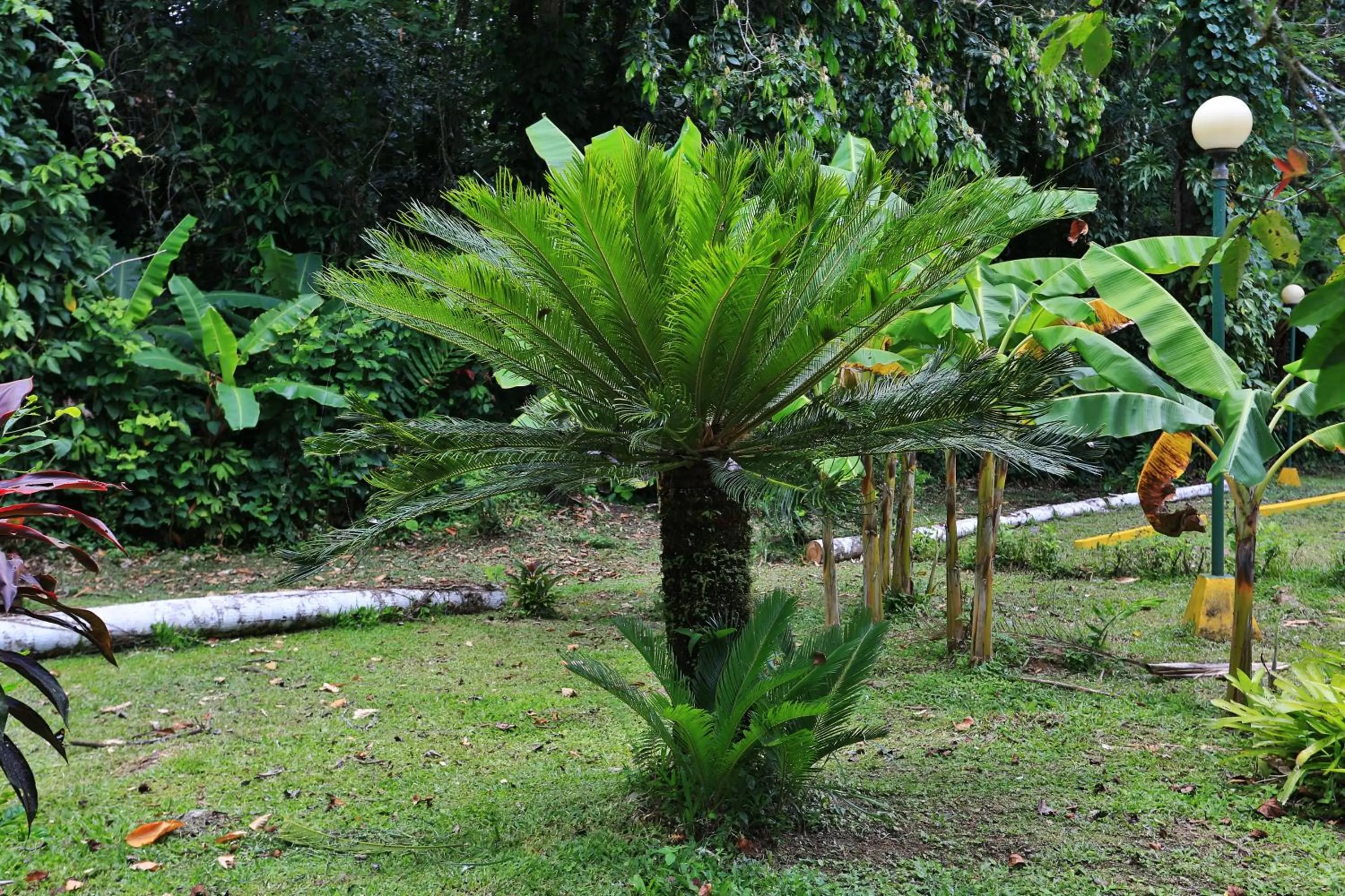 Garden in Manzanillo Caribbean Resort