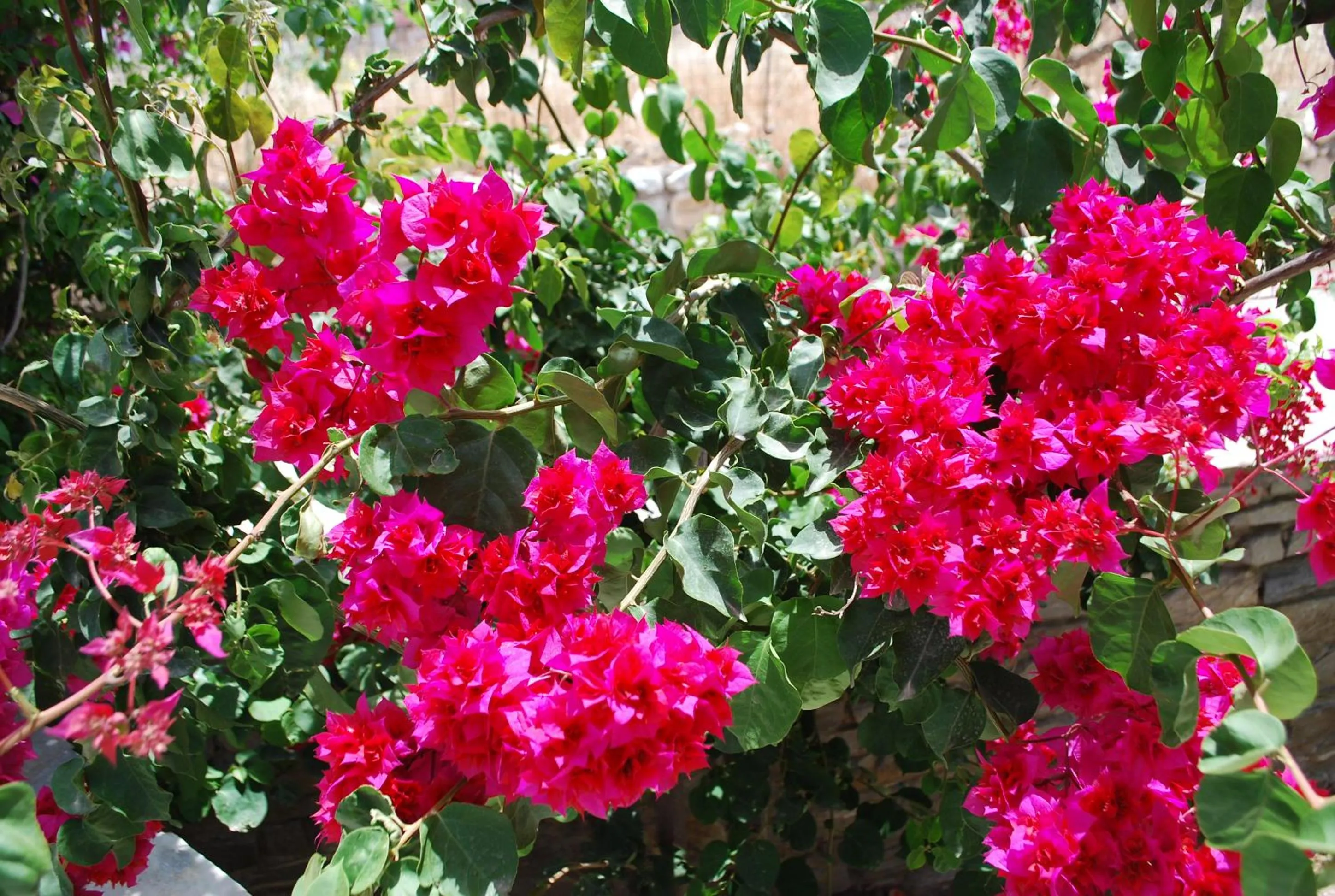 Garden view in Siroco's Rooms And Studios
