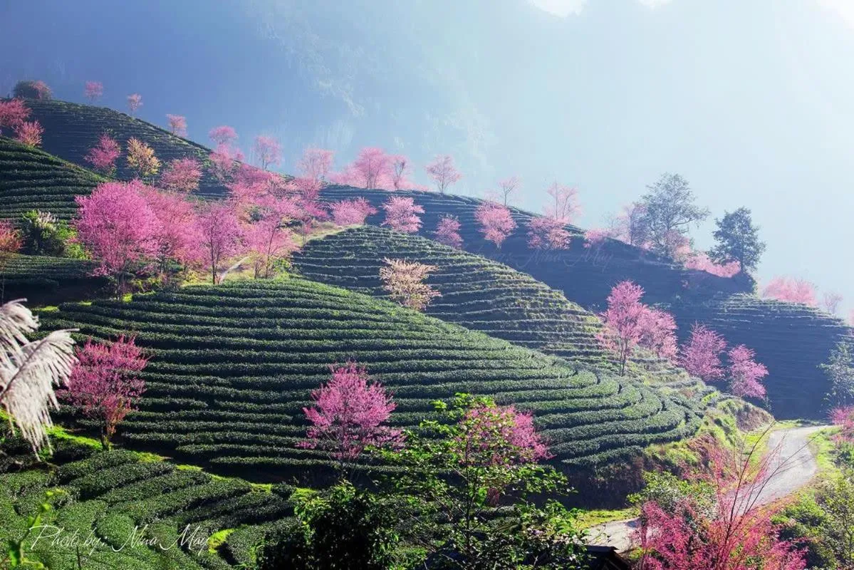 Spring in Hà Giang Hotel Sapa