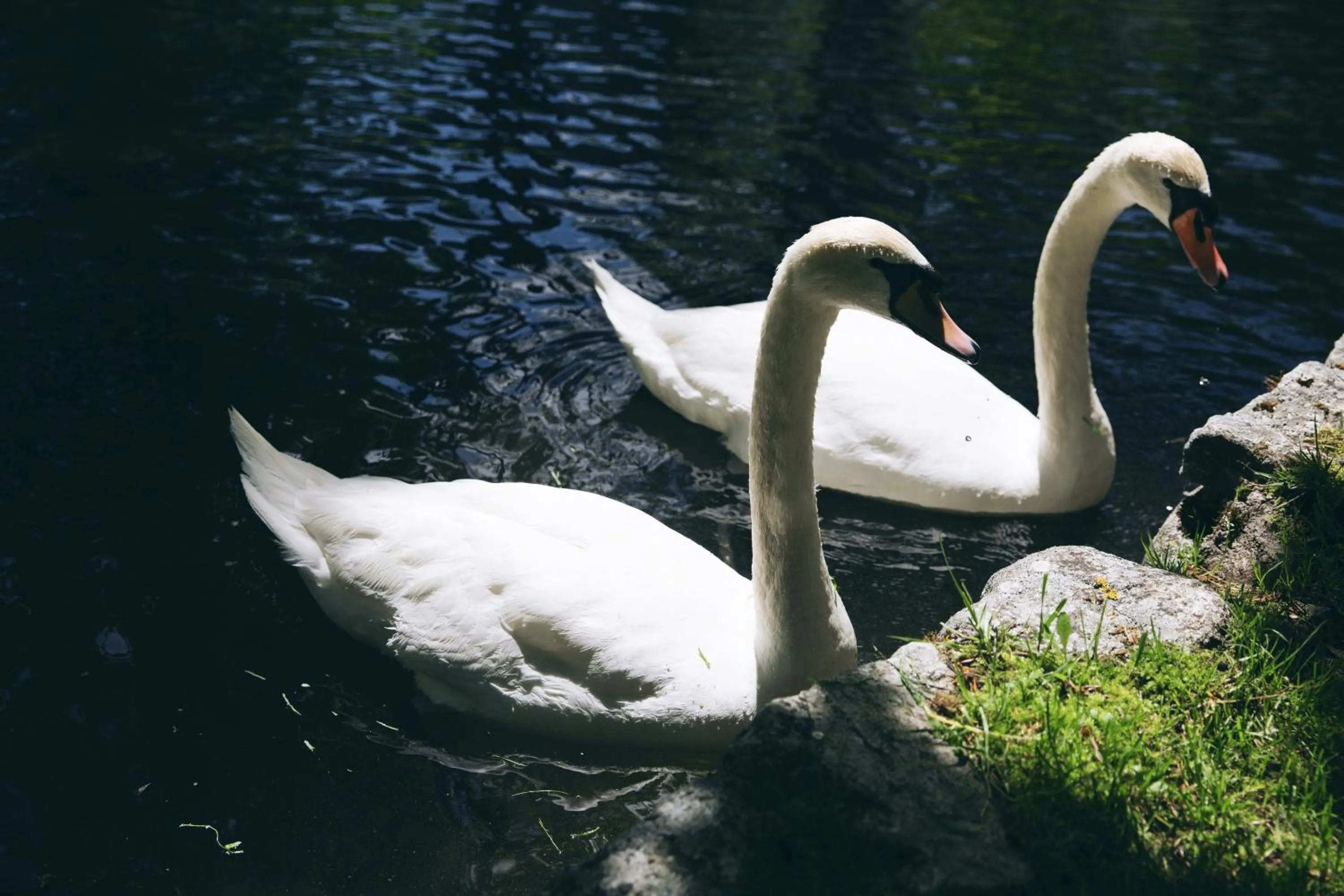 Garden in Hotel Caldas