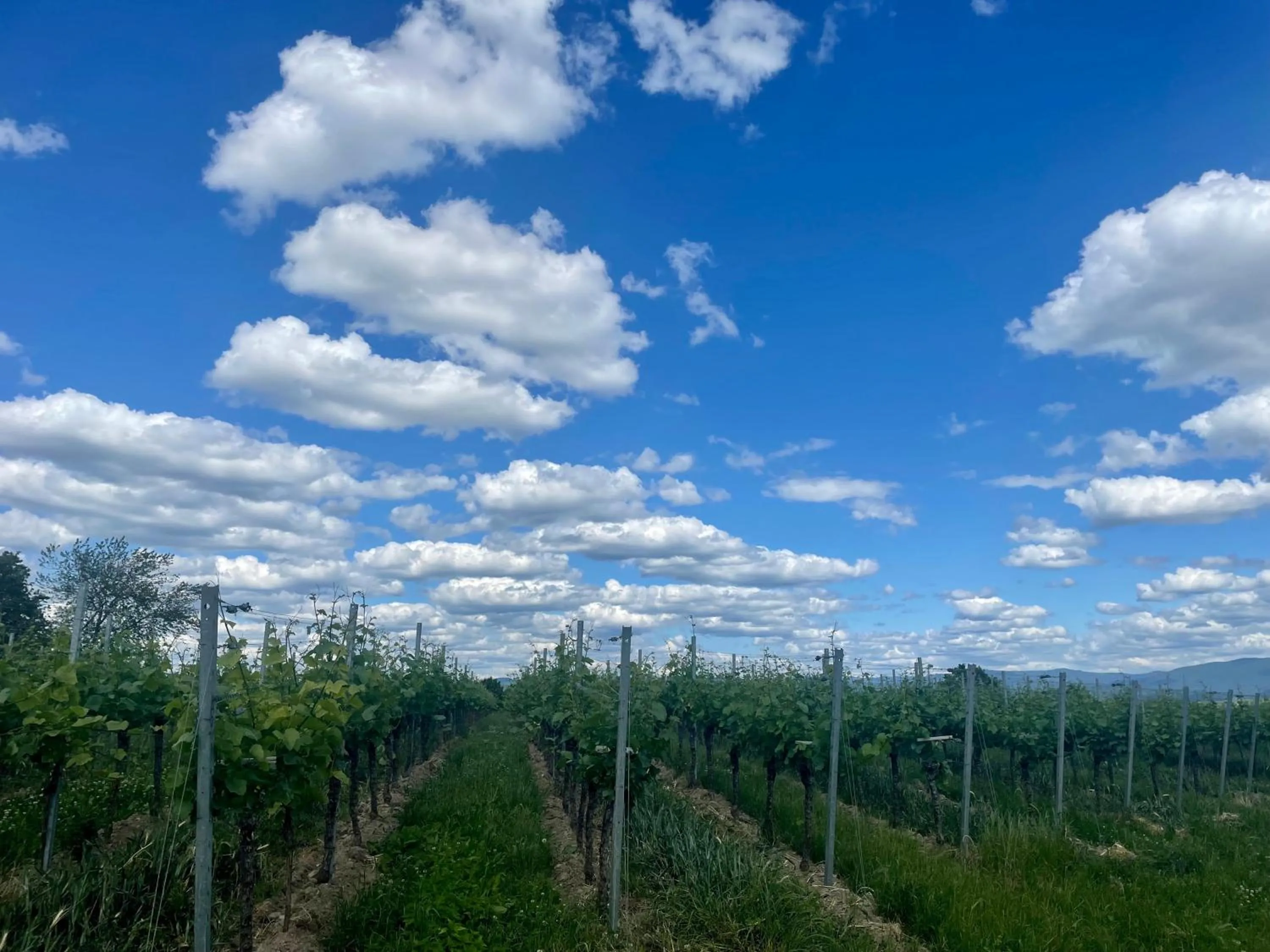 Activities in Gasthof Rebland