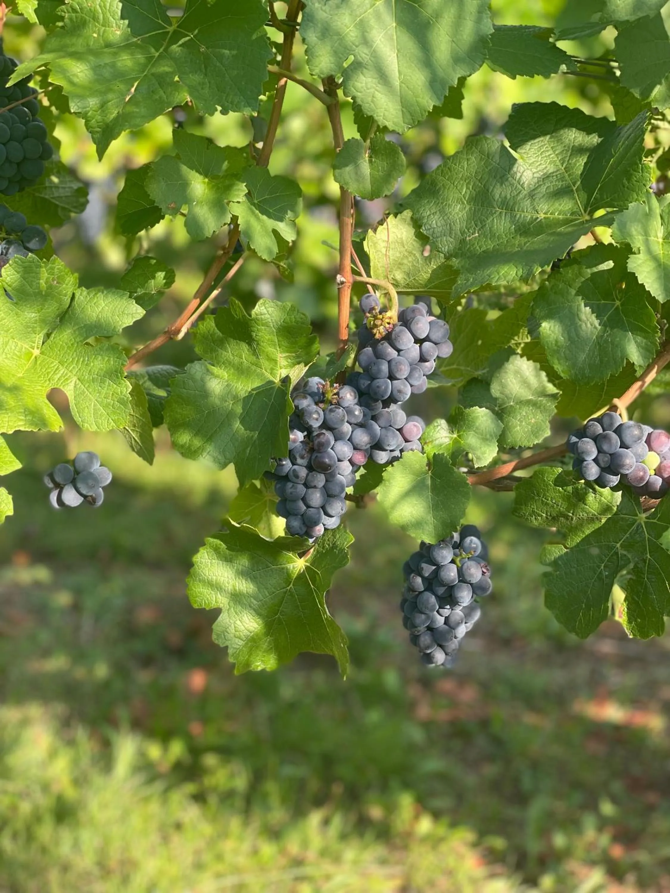 Activities in Gasthof Rebland