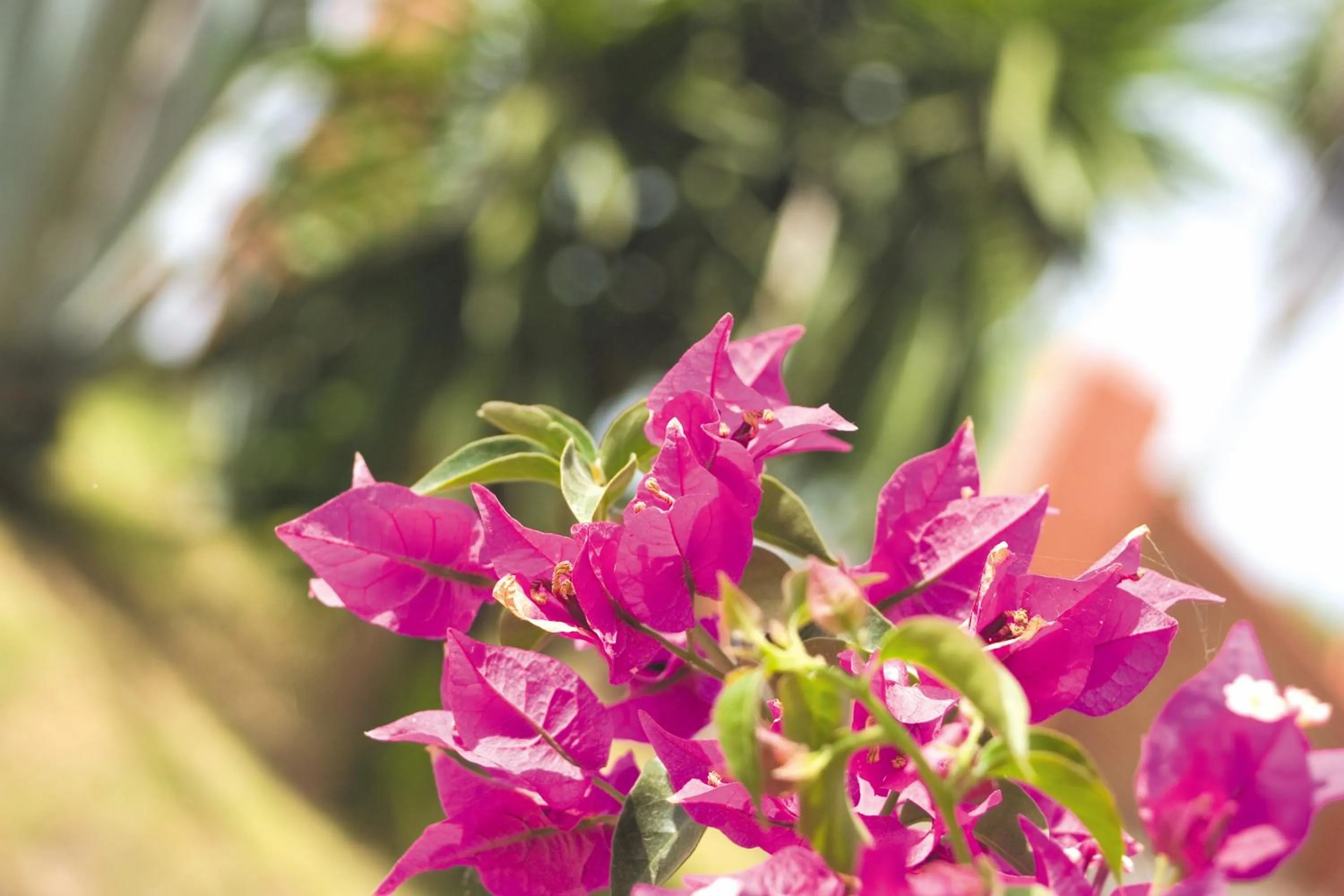 Garden in Beach Hotel Dos Mares