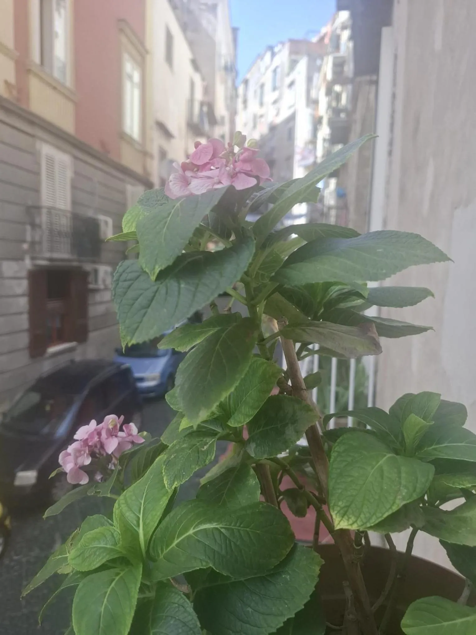 MONART HOSPITALITY Capodimonte