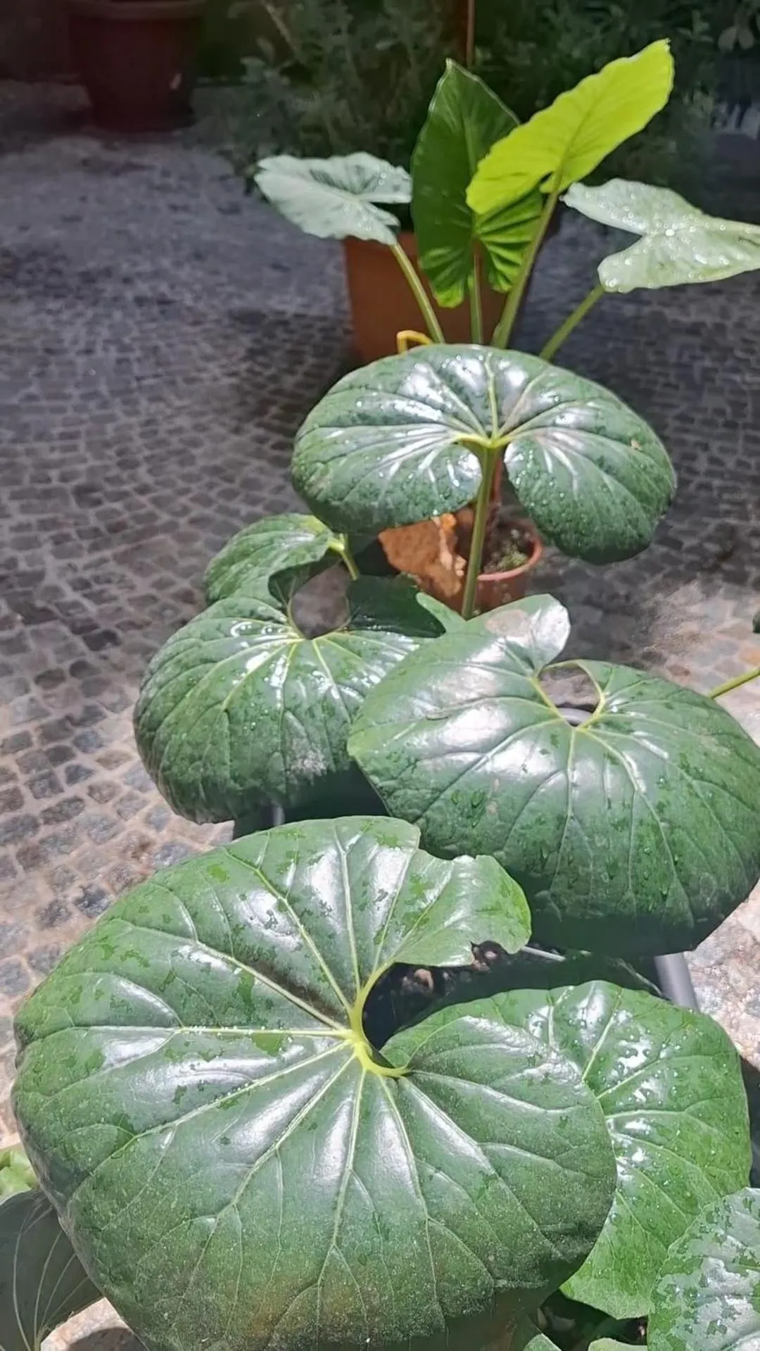 MONART HOSPITALITY Capodimonte