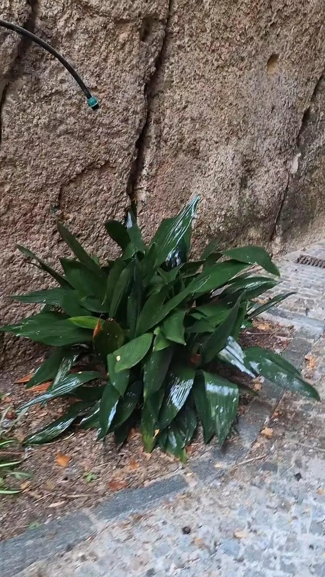 MONART HOSPITALITY Capodimonte