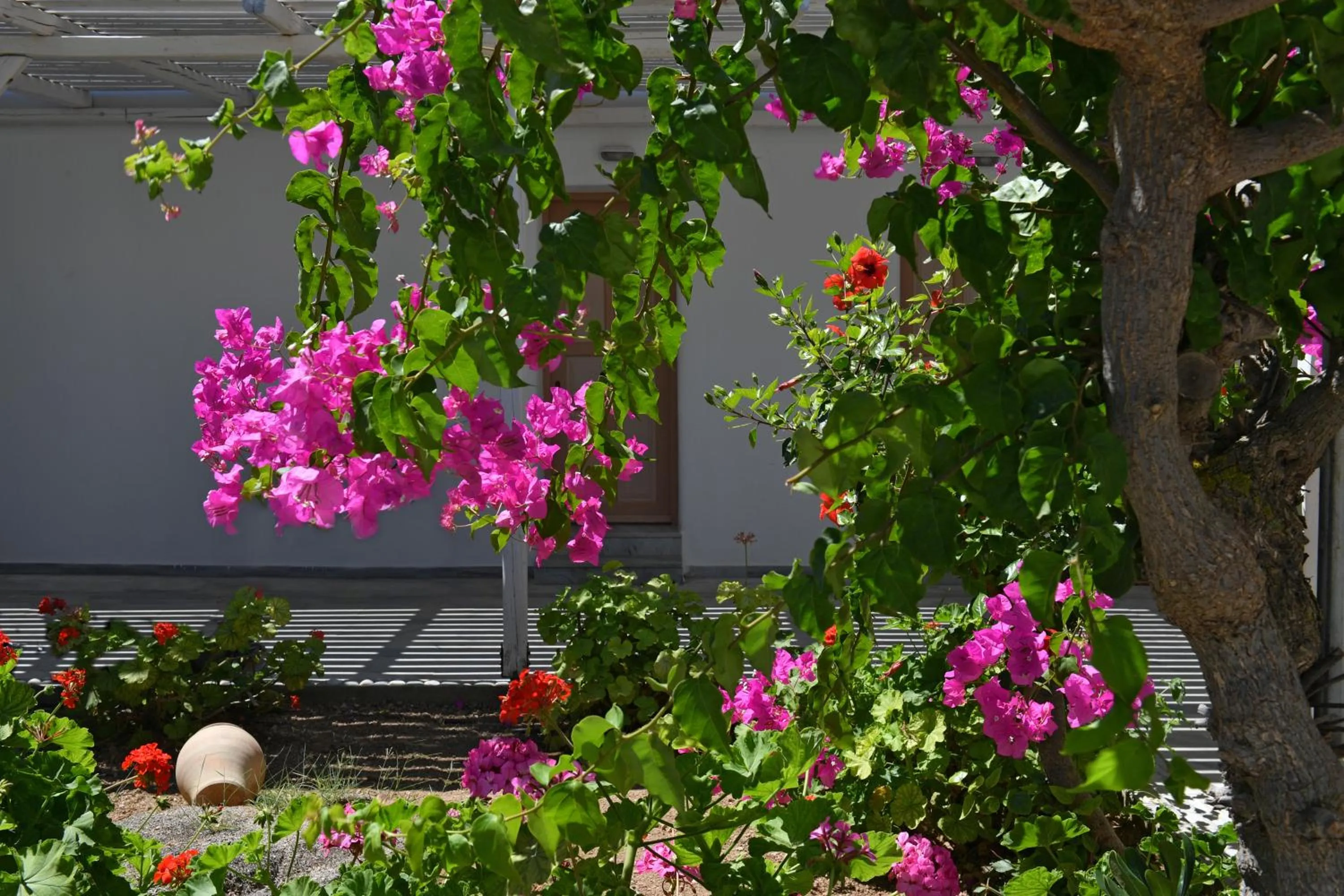 Garden in Surfing Beach Village Paros