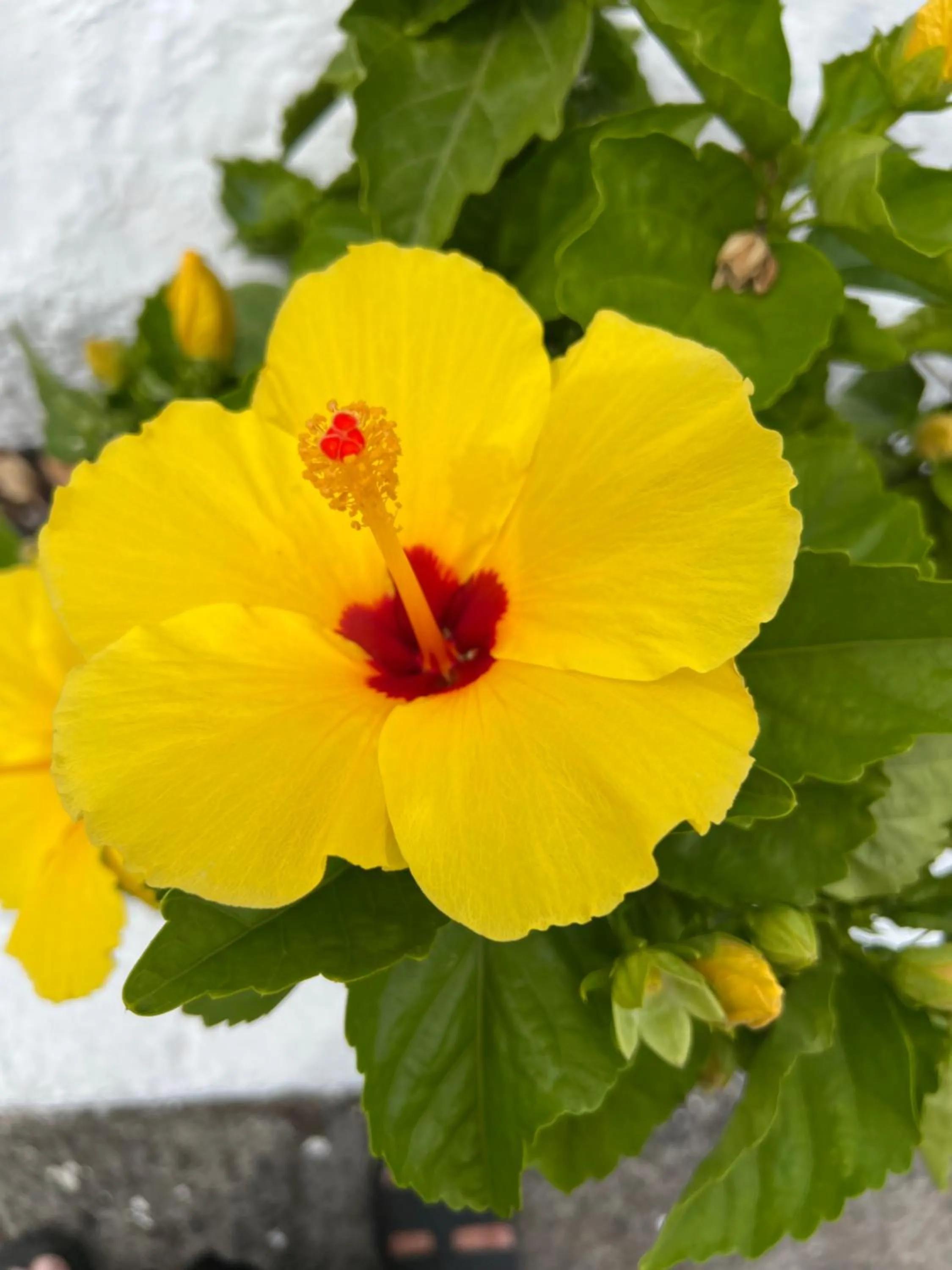 Garden in Geko Hotels