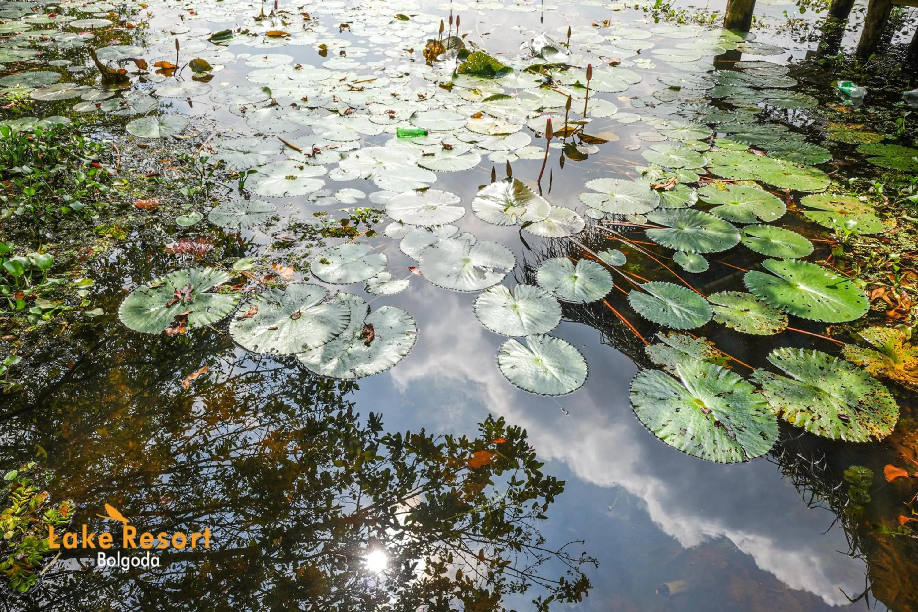 Lake view in Lake Resort Bolgoda