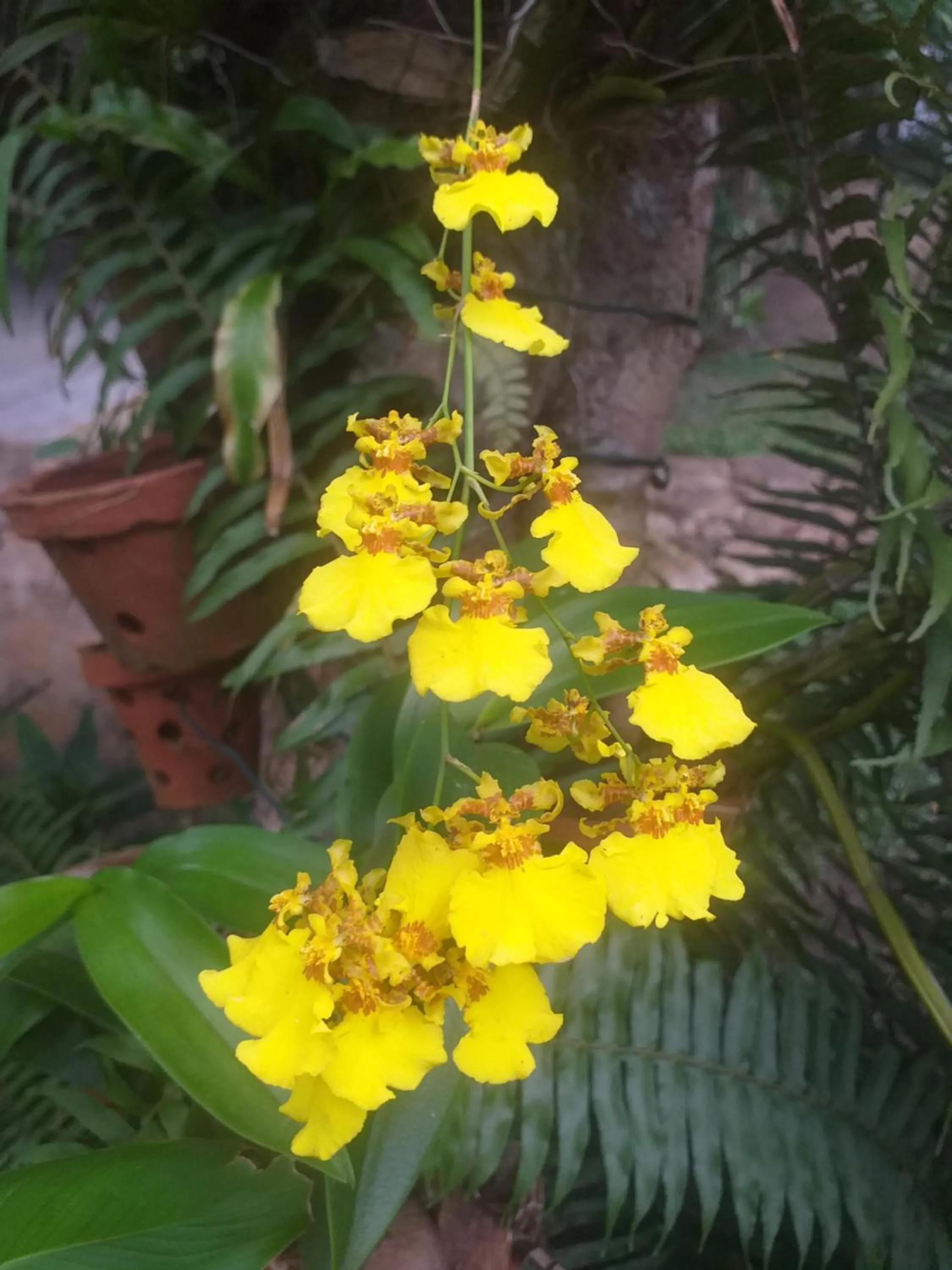 Garden in Lake Resort Bolgoda