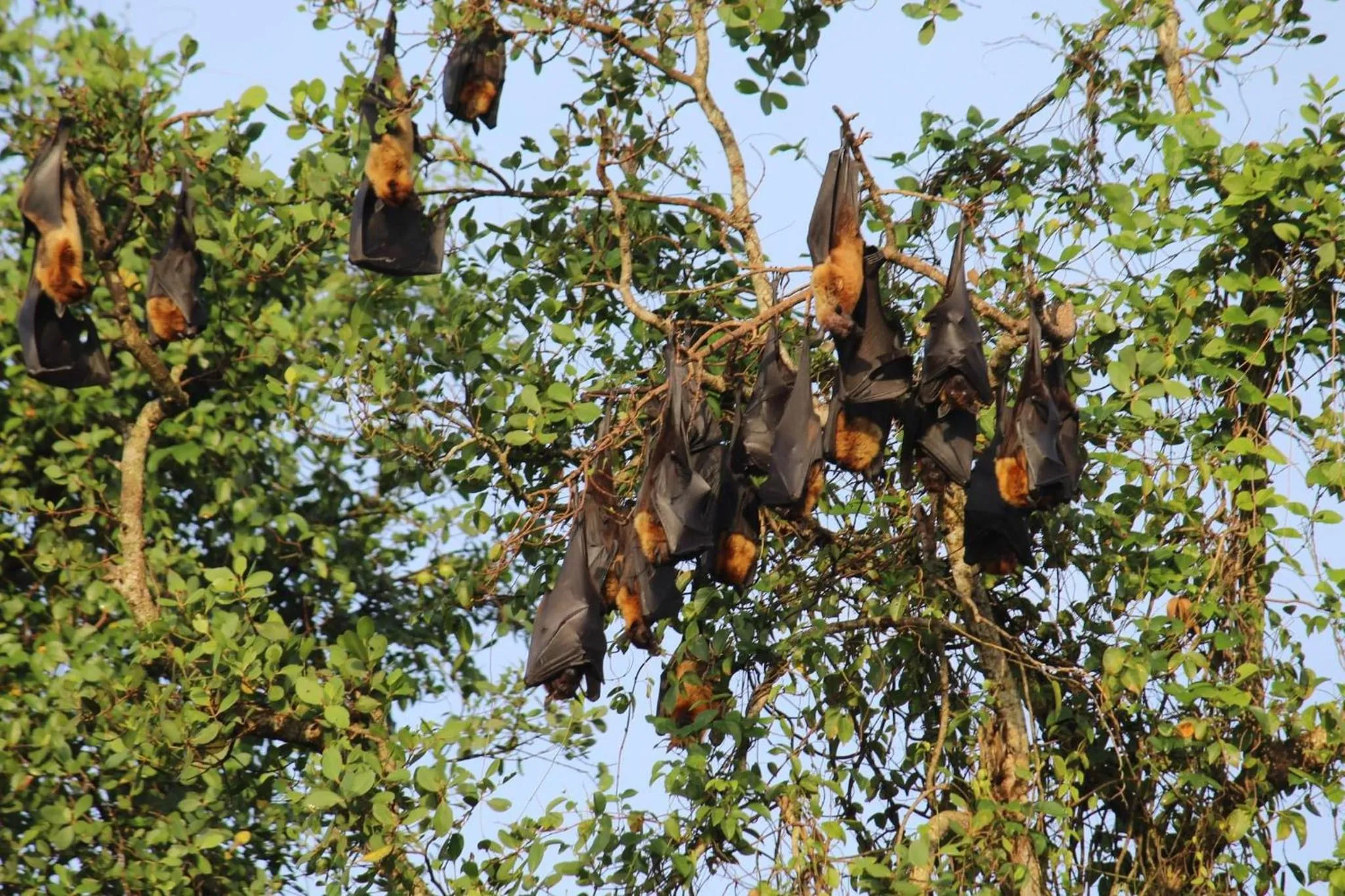 Animals in Lake Resort Bolgoda