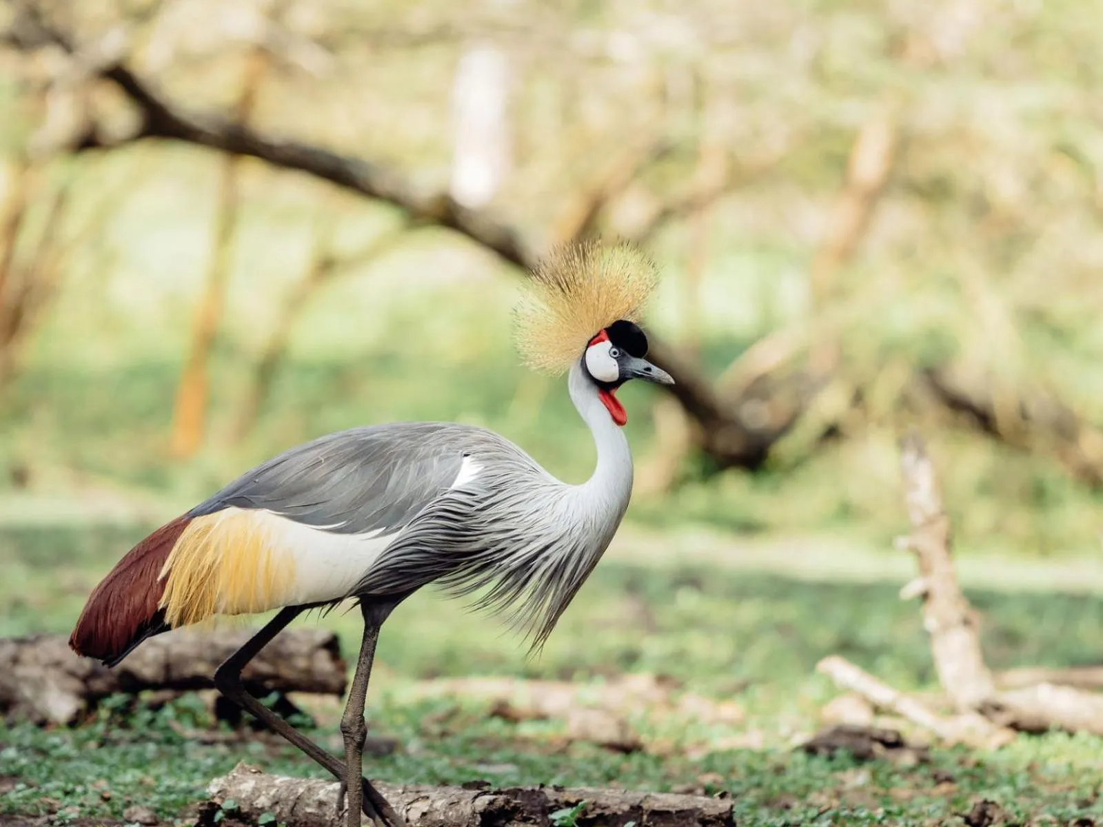 Garden in Mount Meru Game Lodge