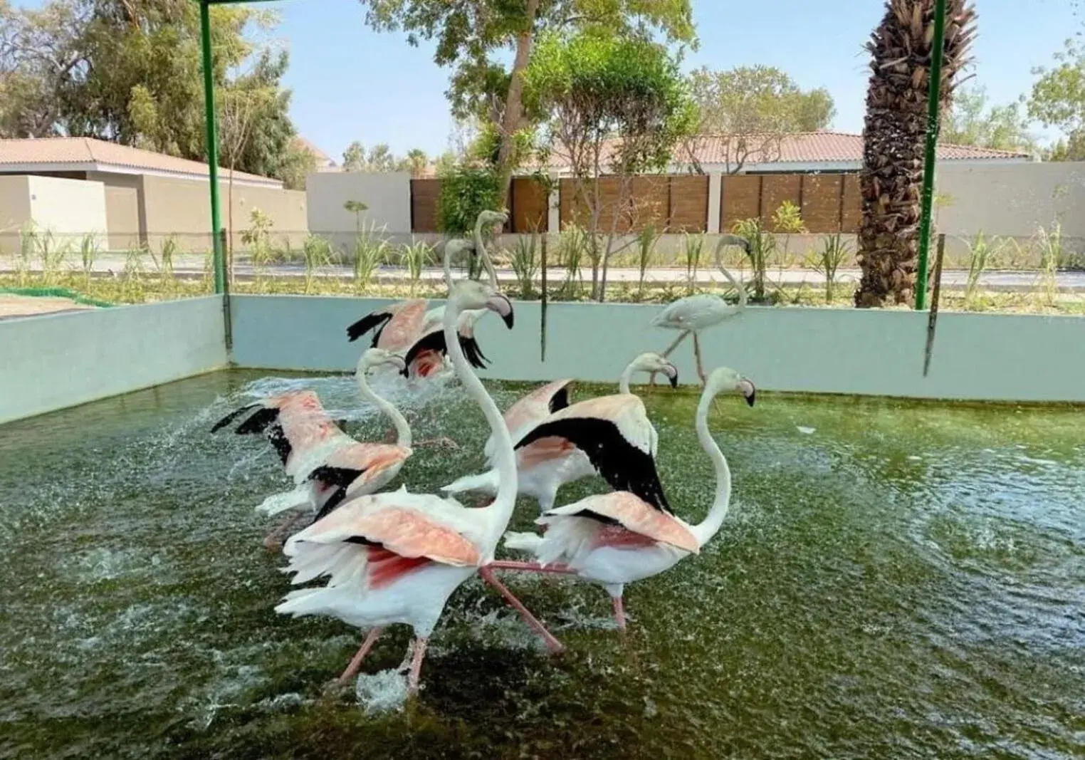 Luxury Three Bedroom Villa with Private Swimming Pool in Nordic Gardens Luxury Three Bedroom Villa with Private Swimming Pool in Nordic Gardens