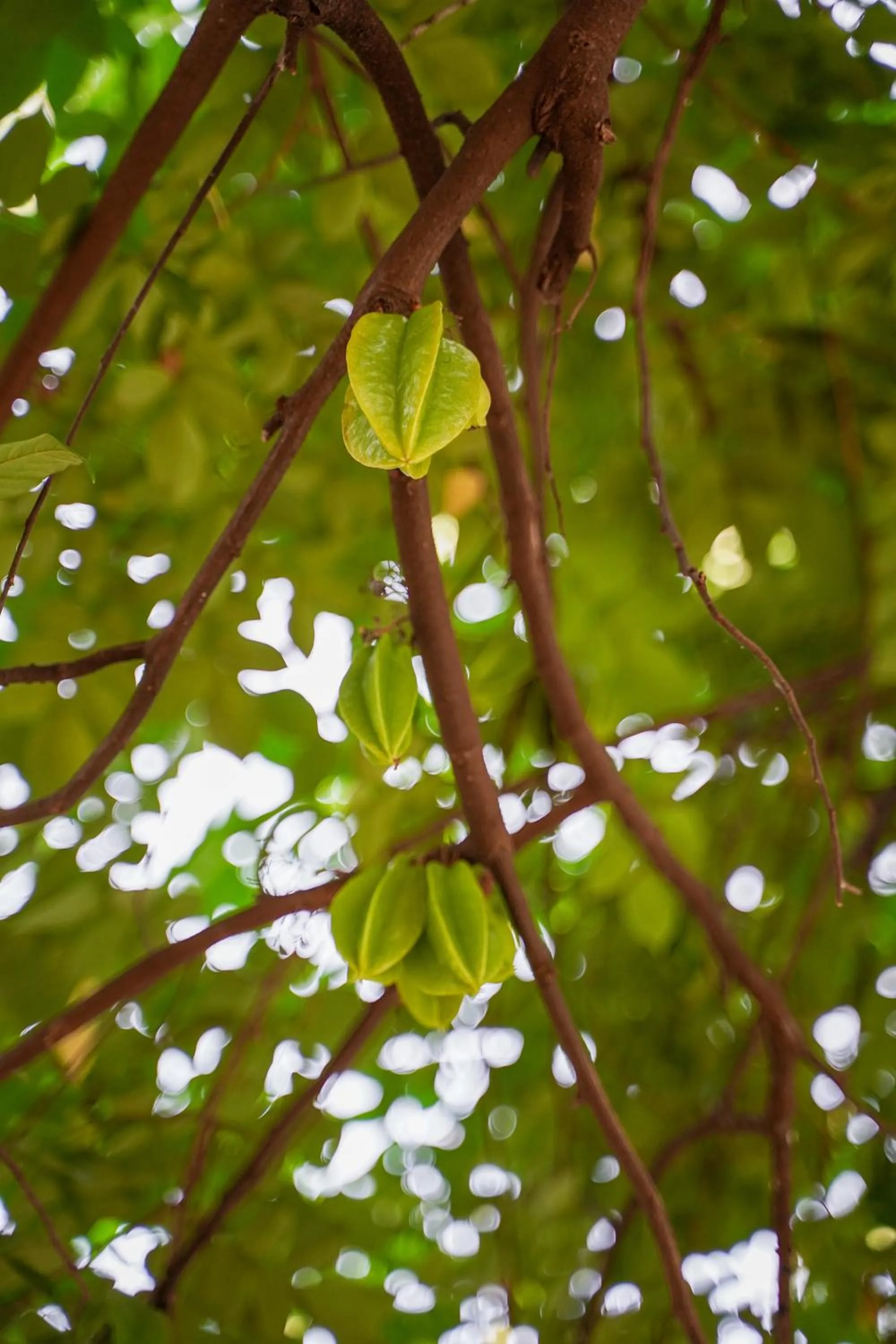 Garden view in The Riverstone Agro Farm
