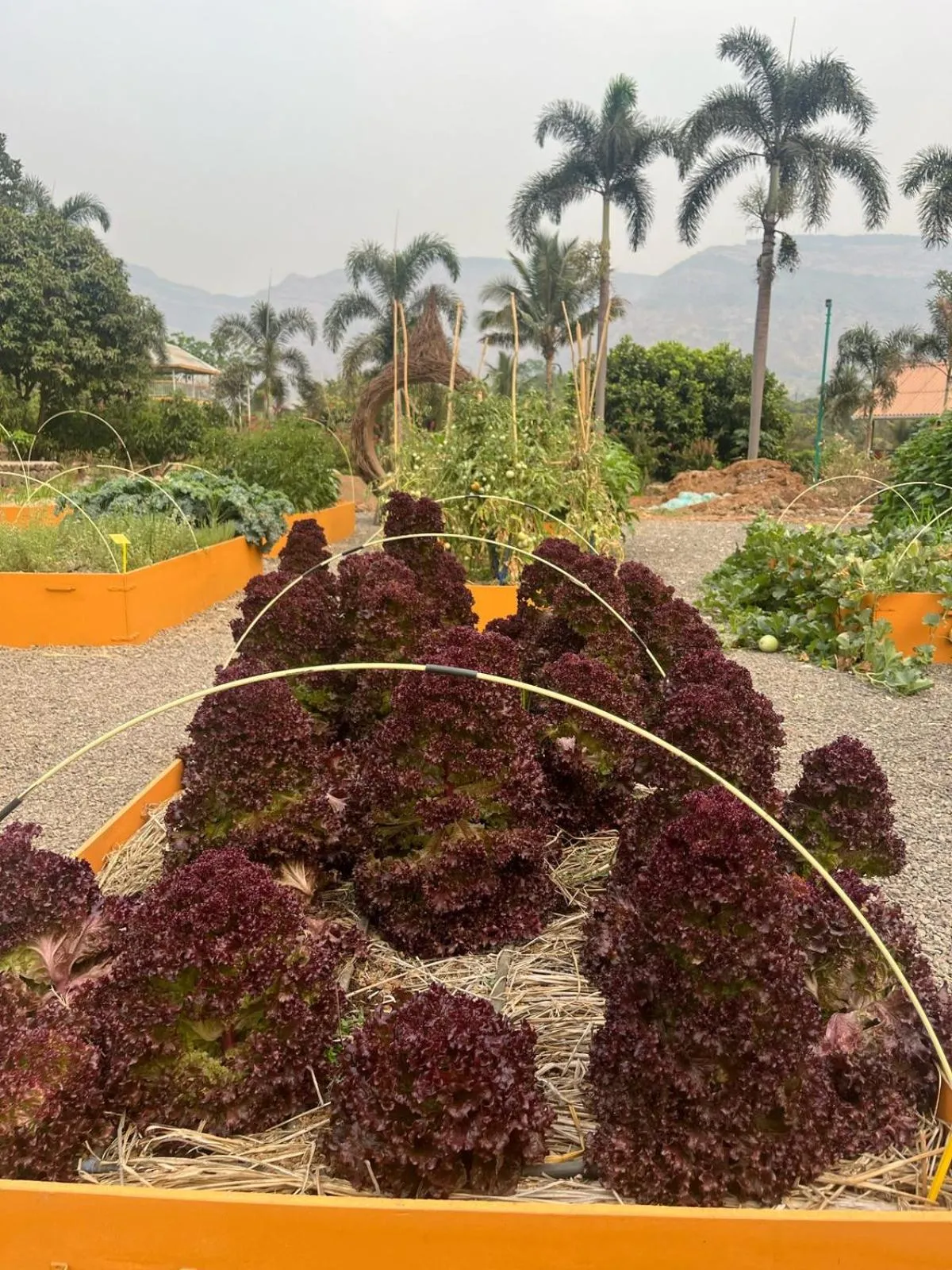 The Riverstone Agro Farm