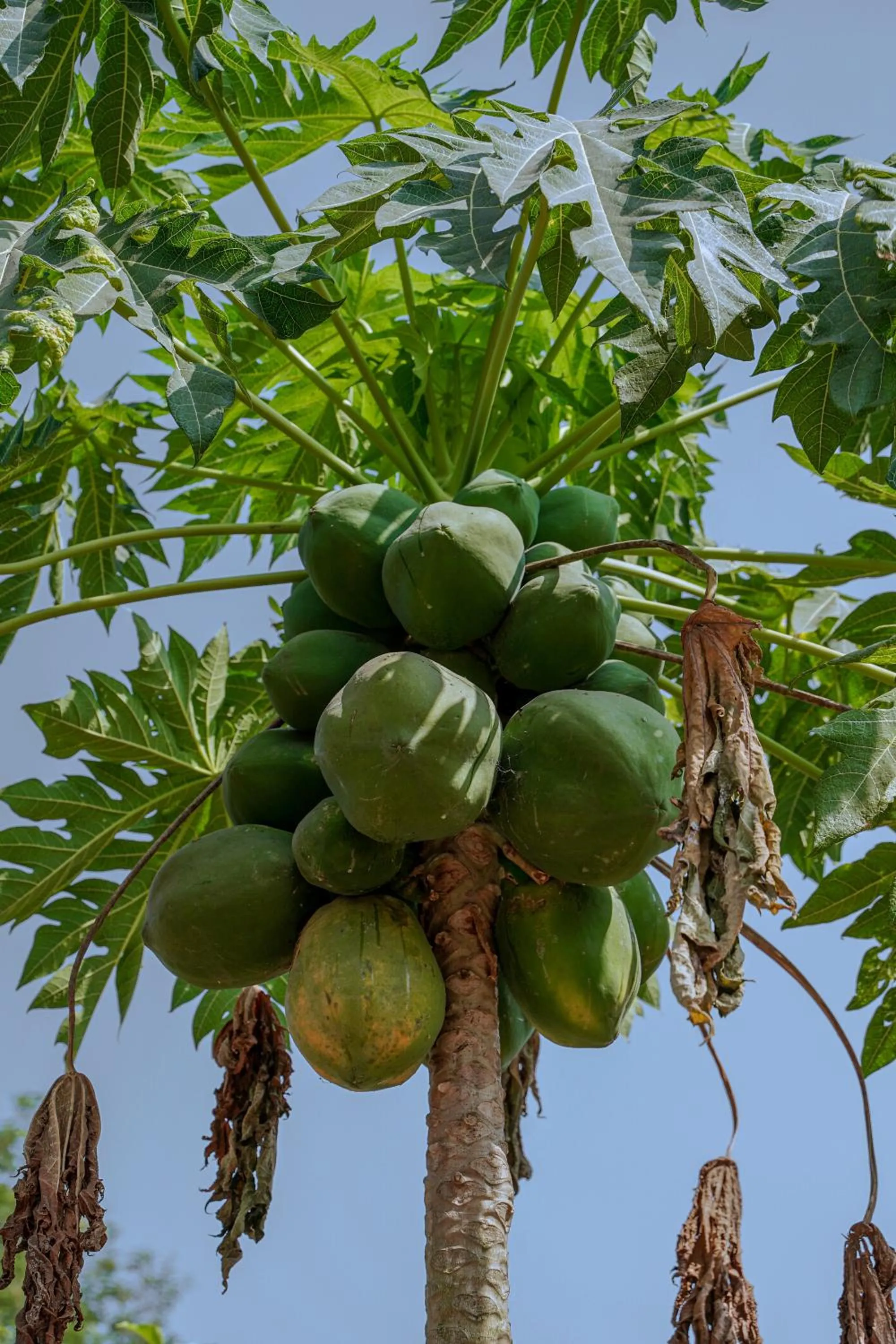 Food in The Riverstone Agro Farm