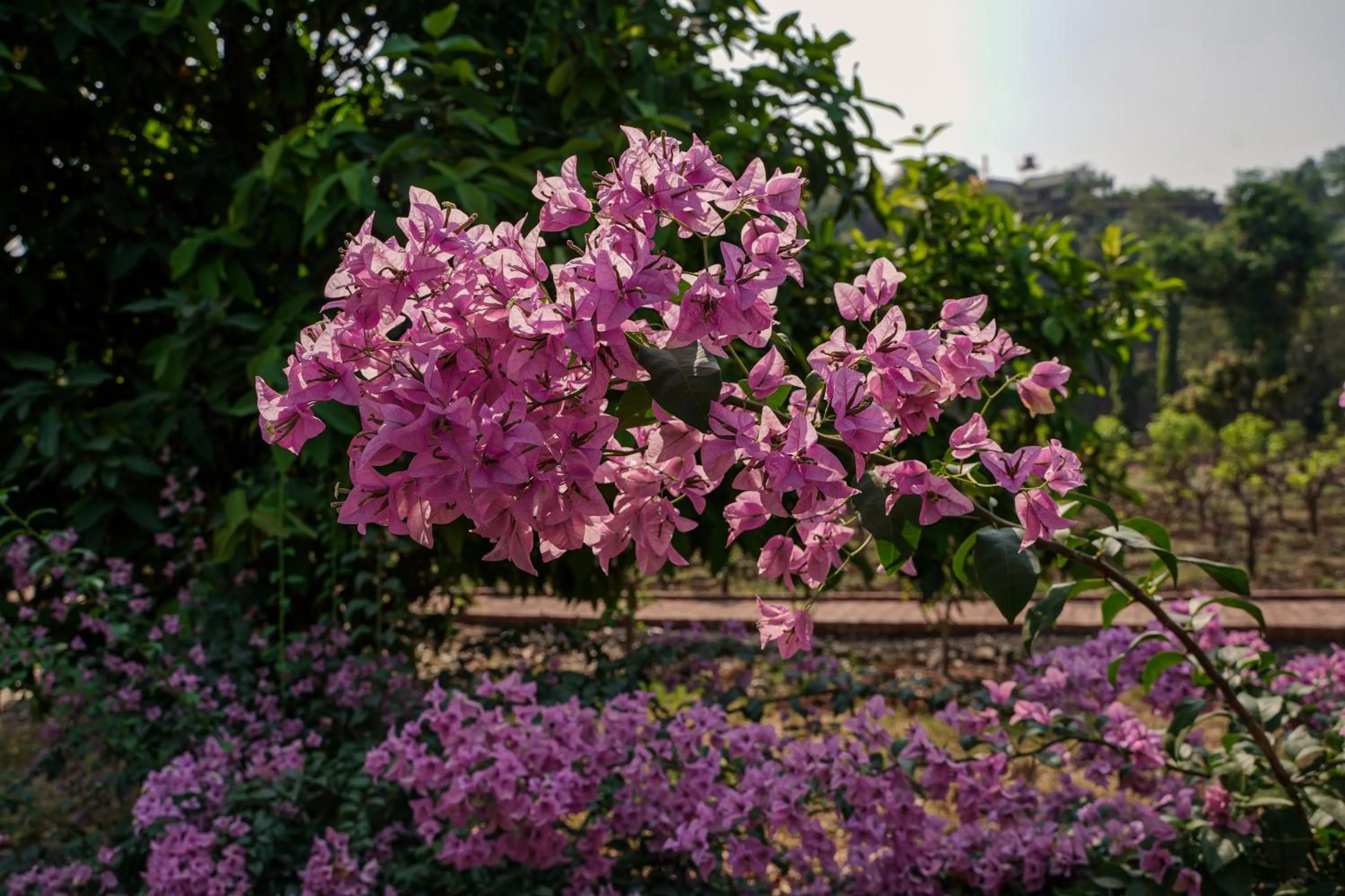 Natural landscape in The Riverstone Agro Farm