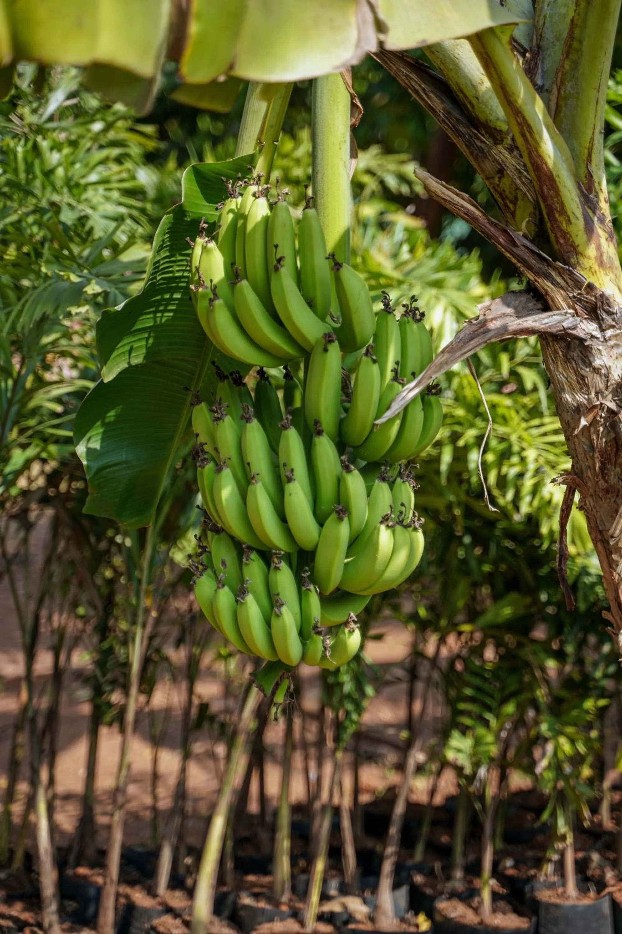 Food in The Riverstone Agro Farm