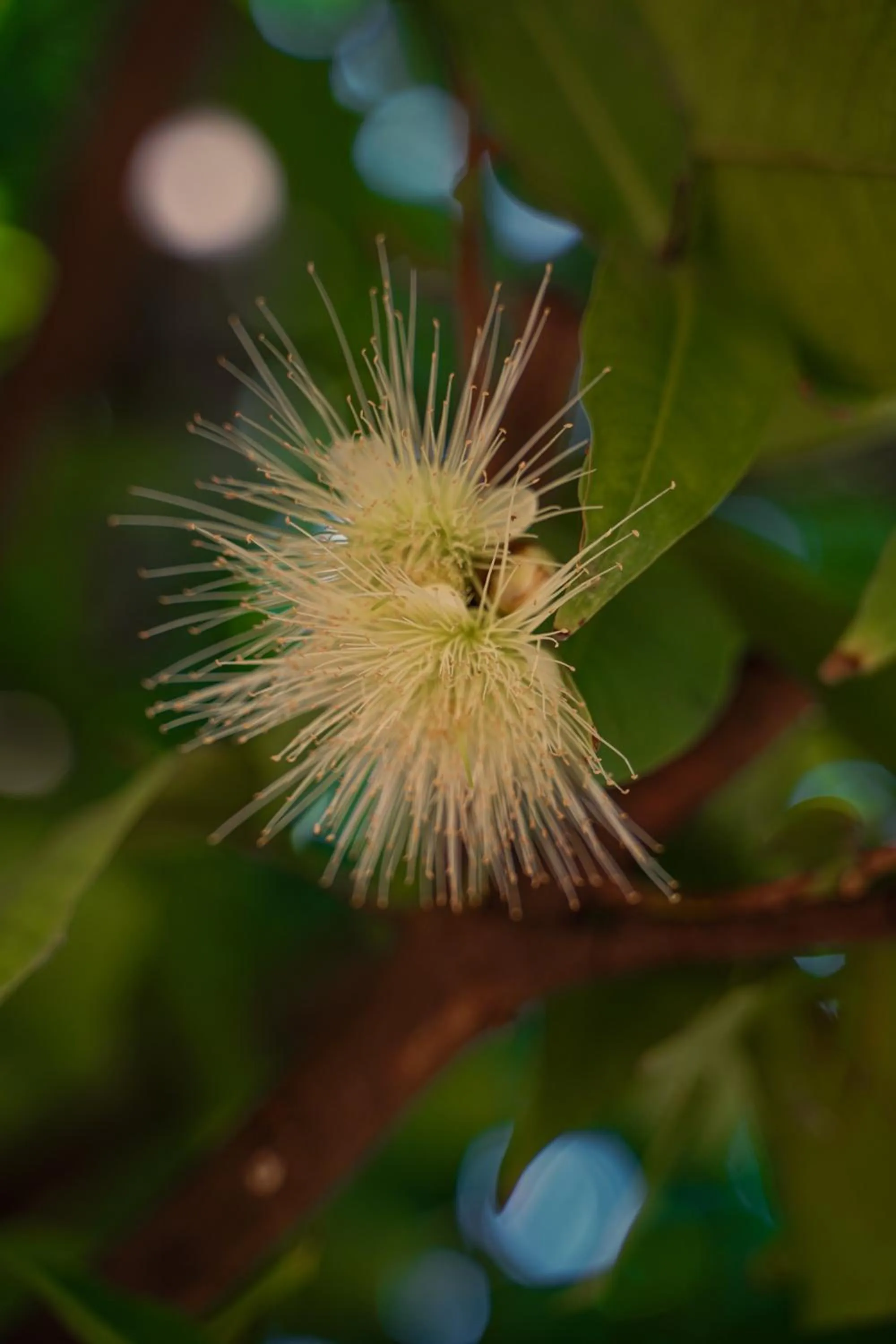 The Riverstone Agro Farm