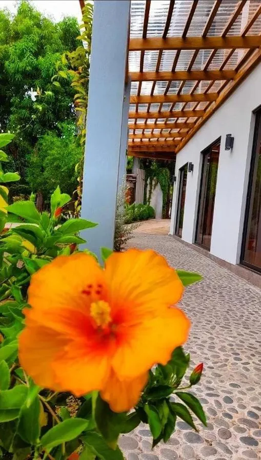 Garden in HOTEL EL VIAJERO