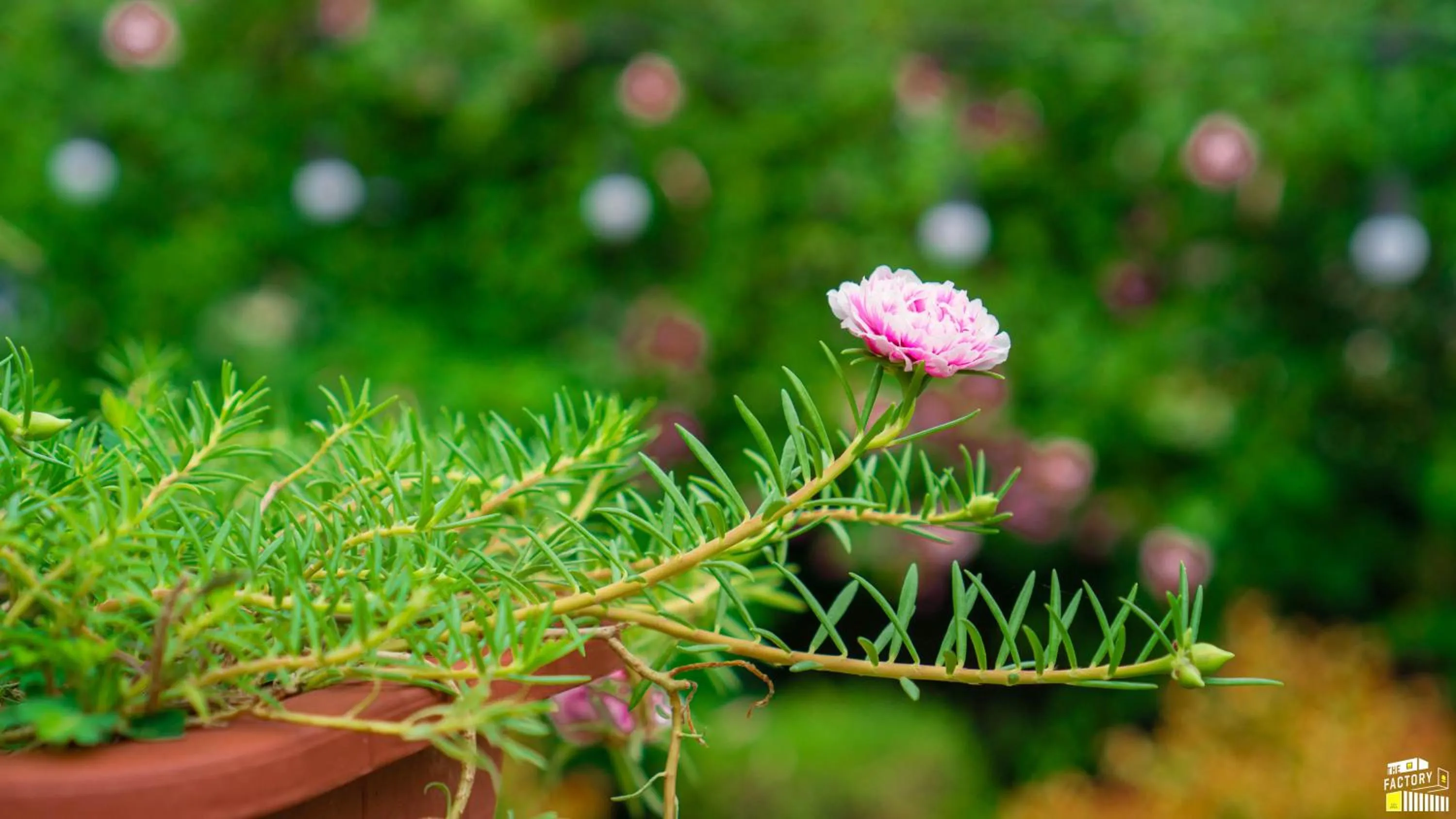 Spring in The Factory Ba Vì