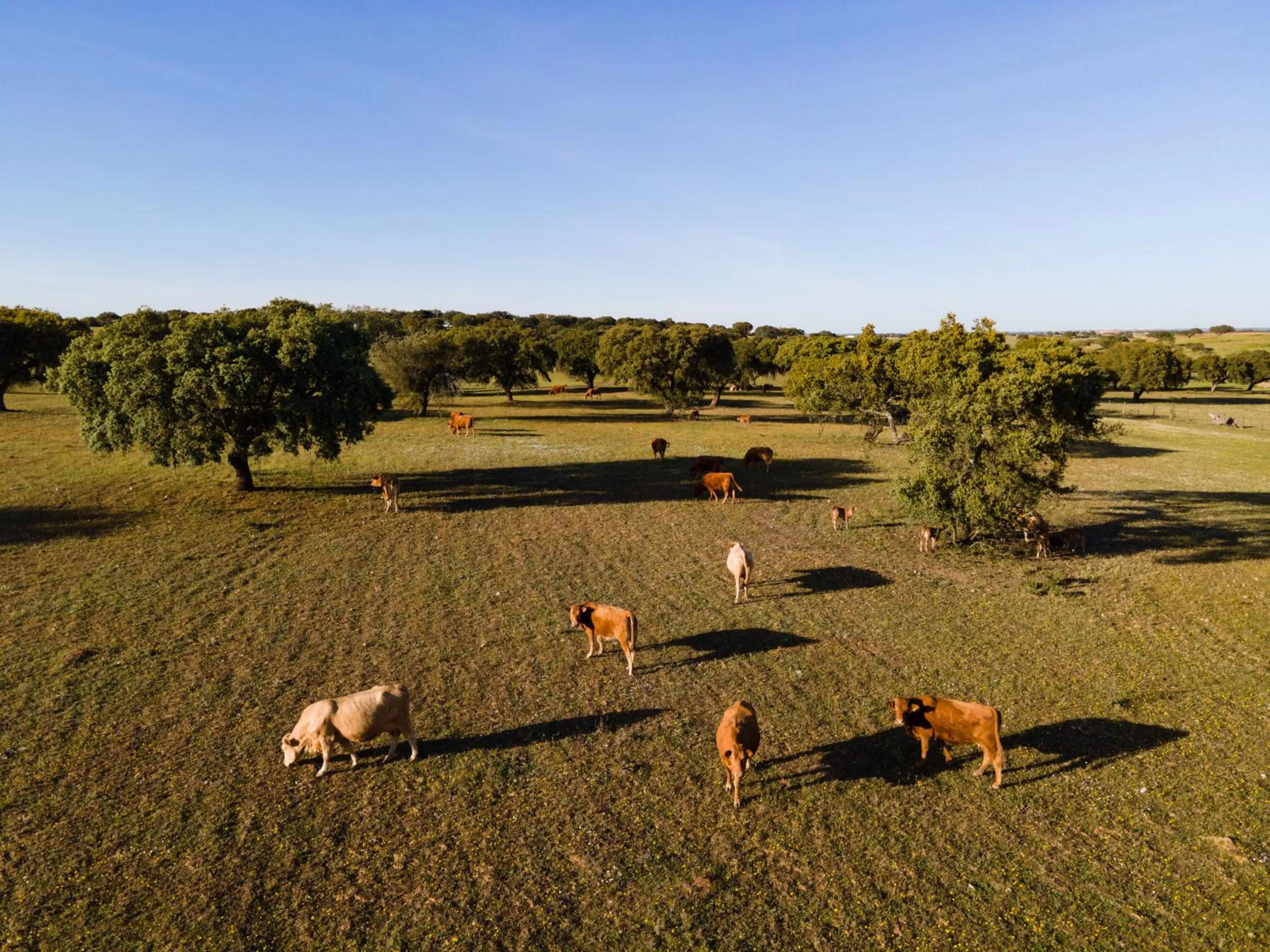 Animals in Vila Gale Collection Monte do Vilar