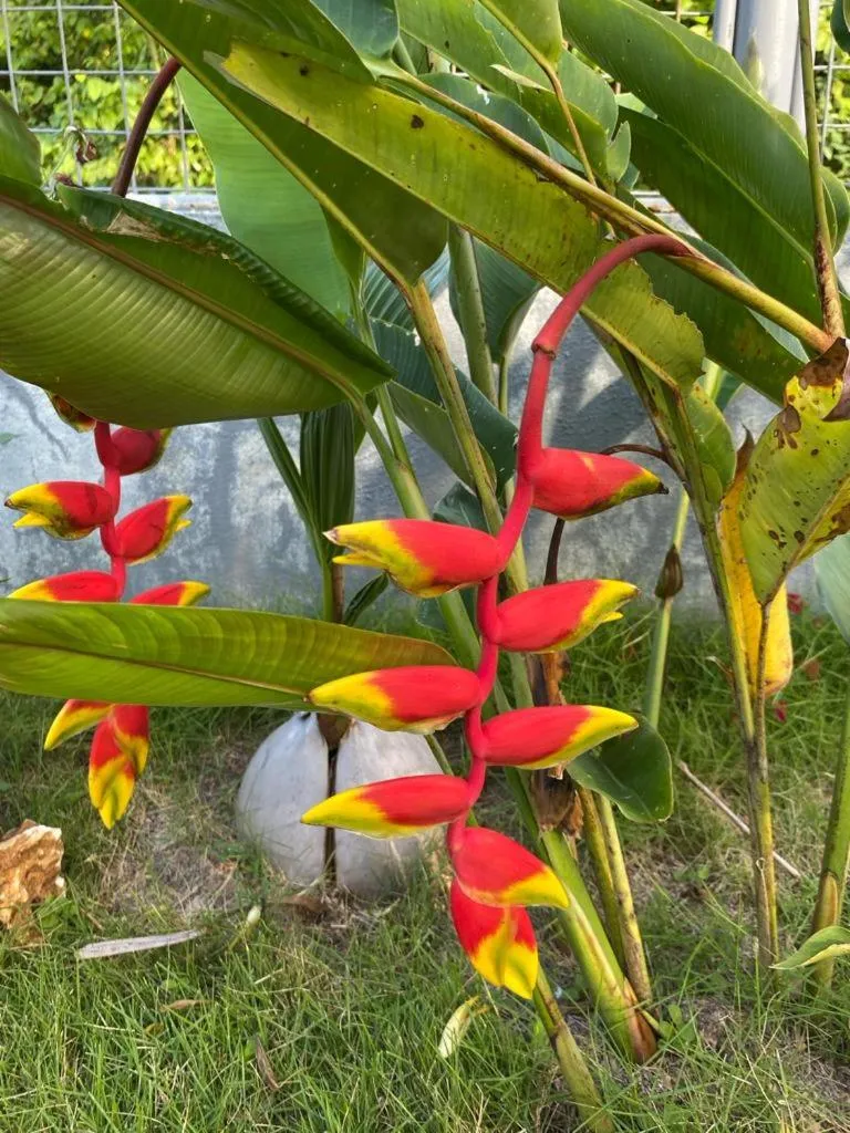 Garden in Malipaj Apartments
