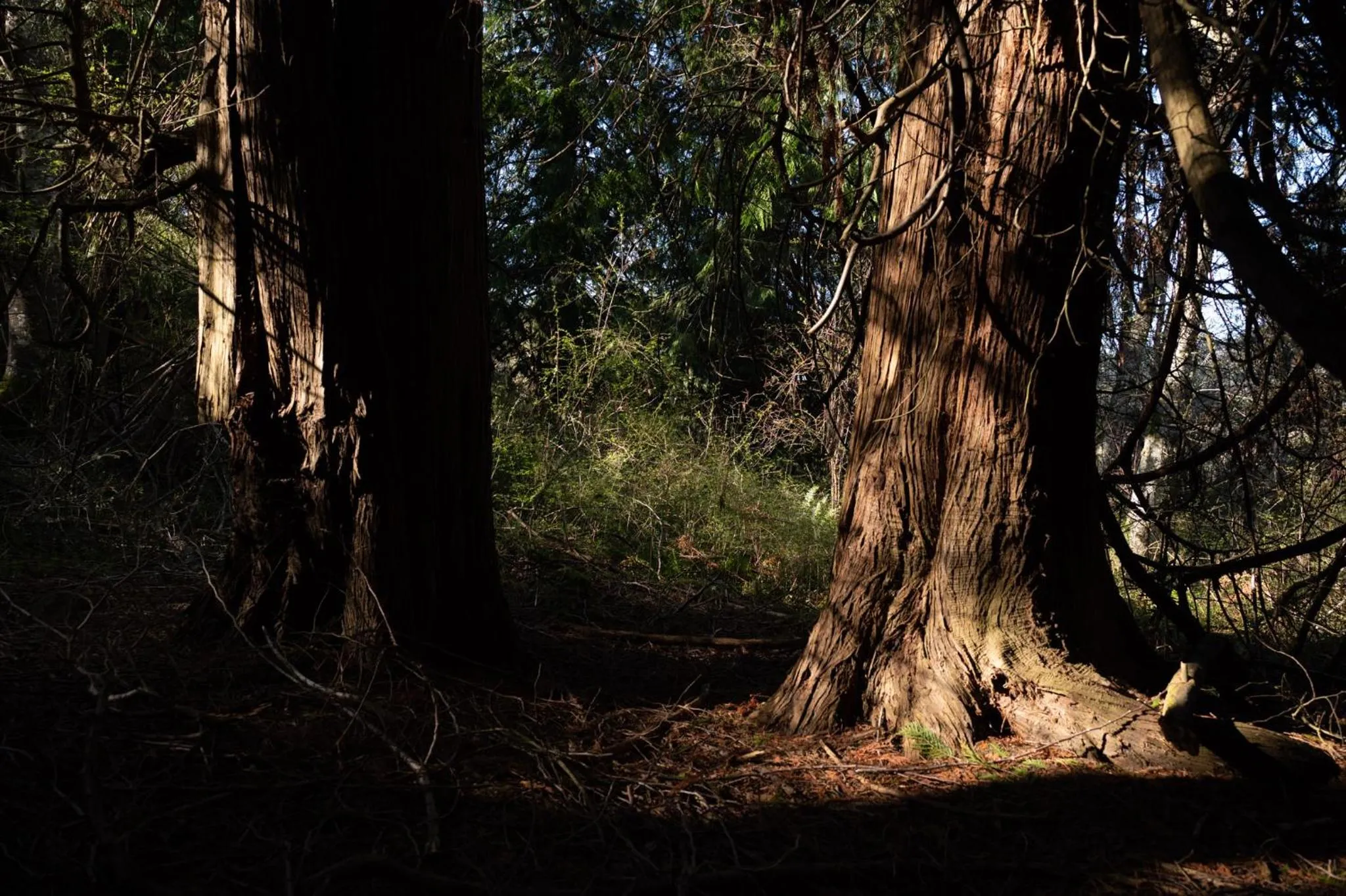 Natural landscape in Saturn's Return