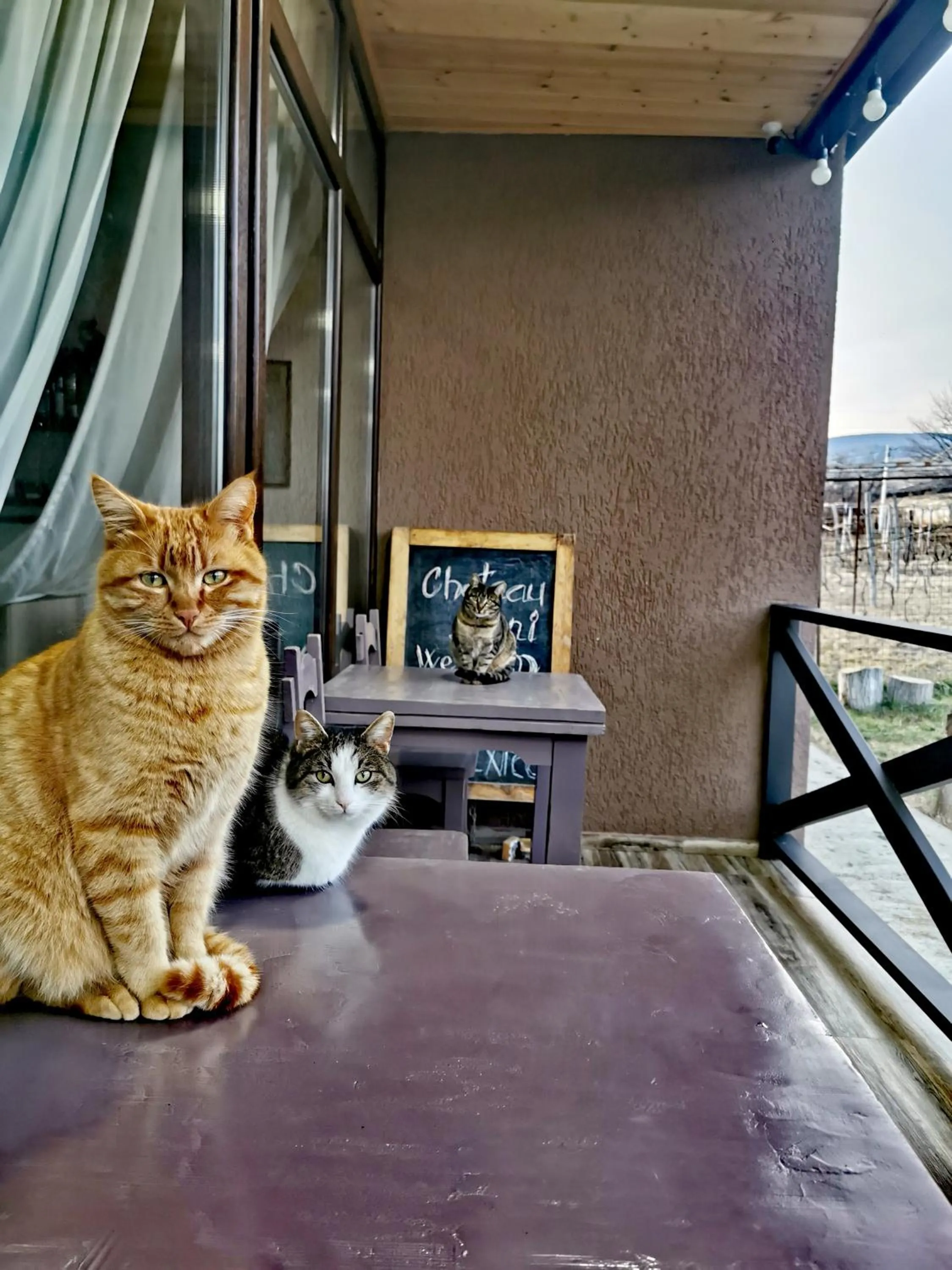 Pets in Chateau Ateni Cottages