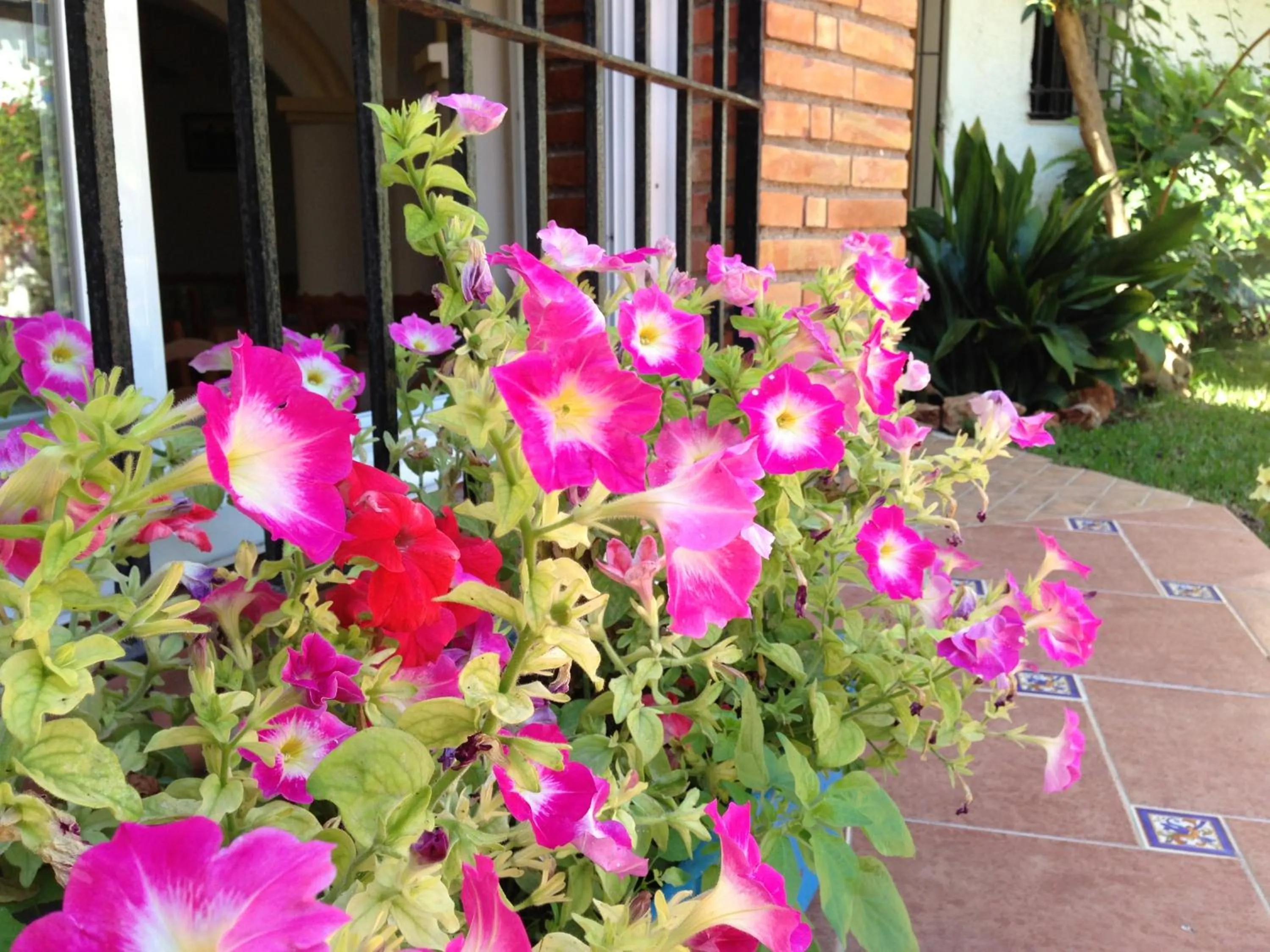 Garden in Hotel Carmen Teresa