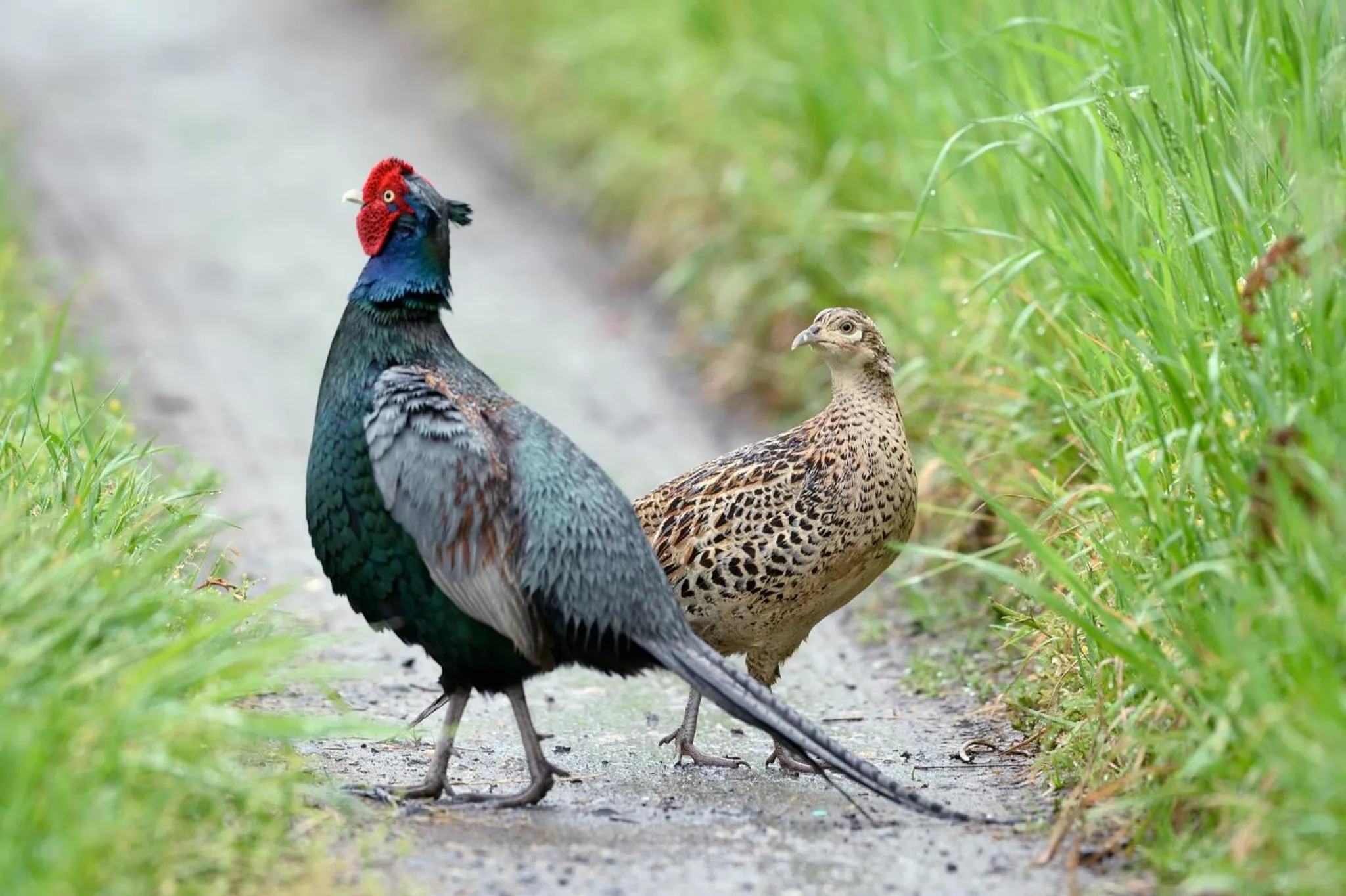 Animals in Iroriyado Hidaya