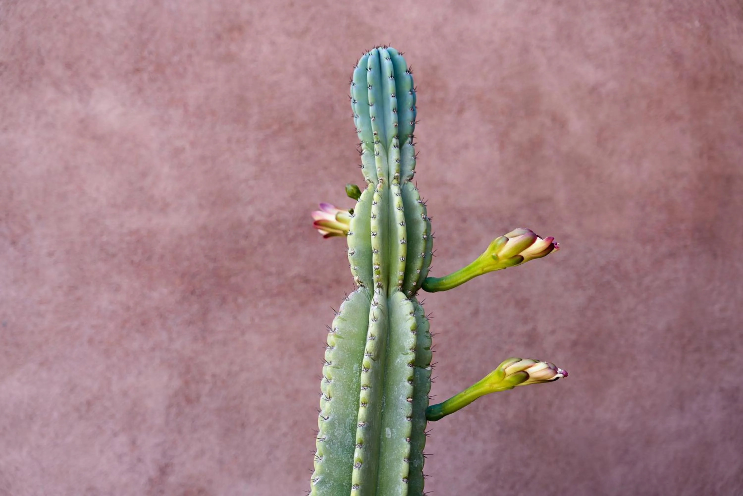 Property building in Dimora Cottanera