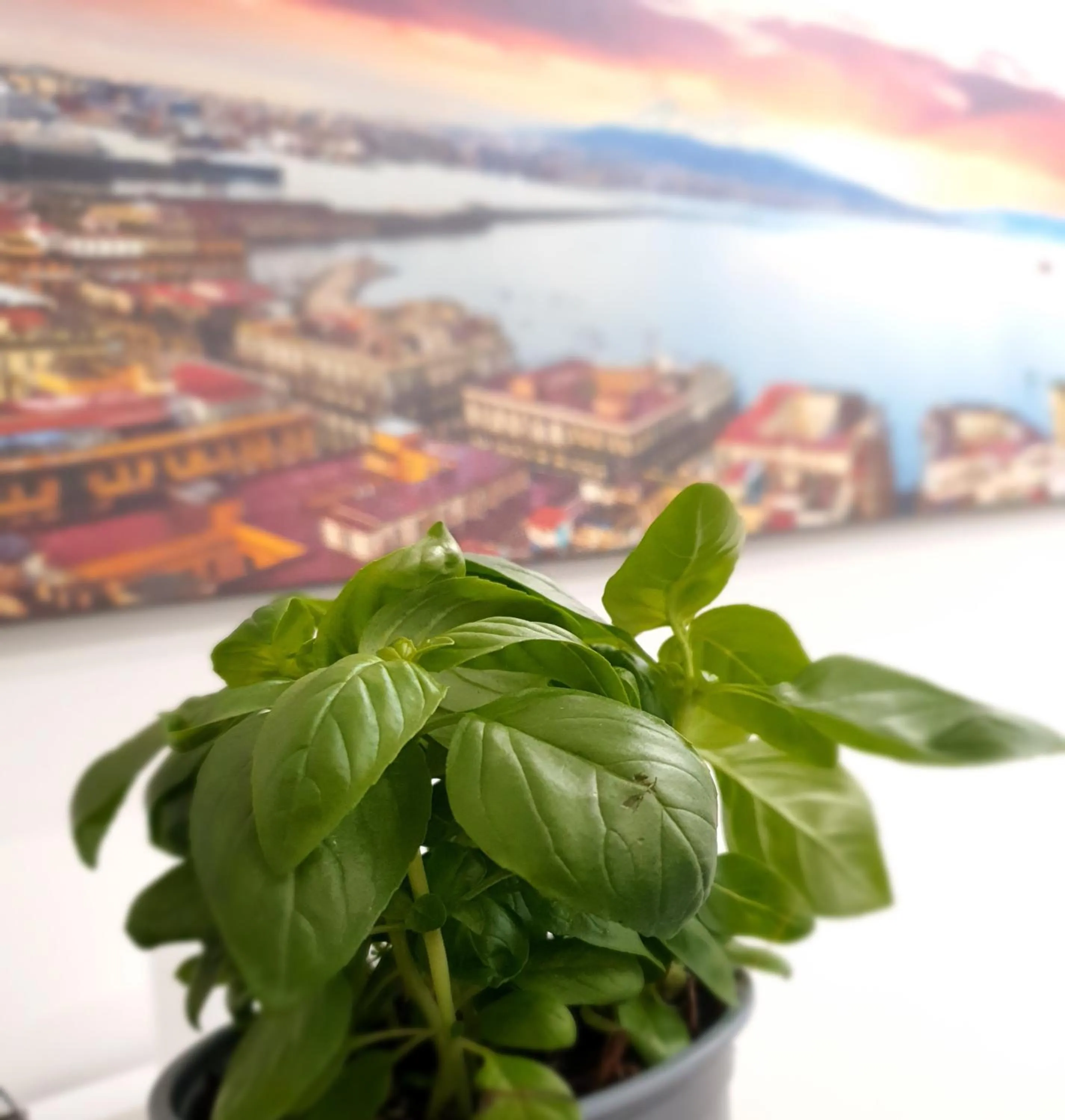 Breakfast in Gaisa Naples - Bed and Breakfast