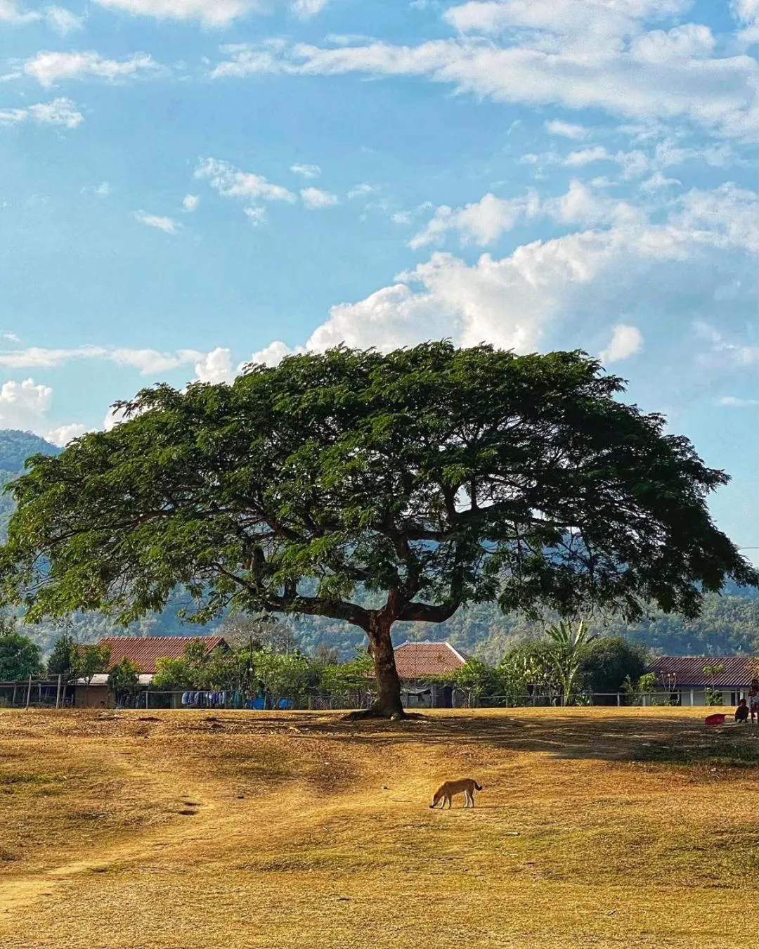 Natural landscape in Villa KiengKham晶康民宿