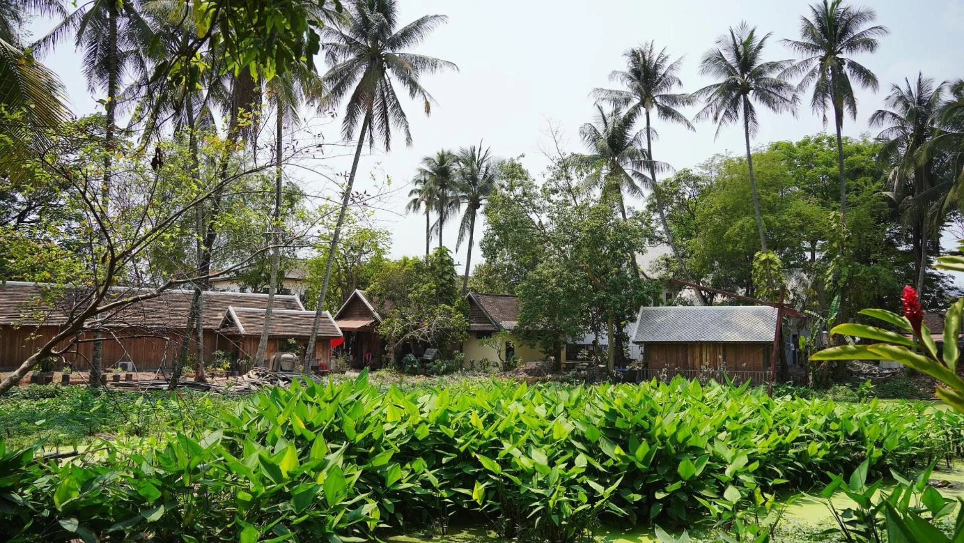 Garden in Villa KiengKham晶康民宿