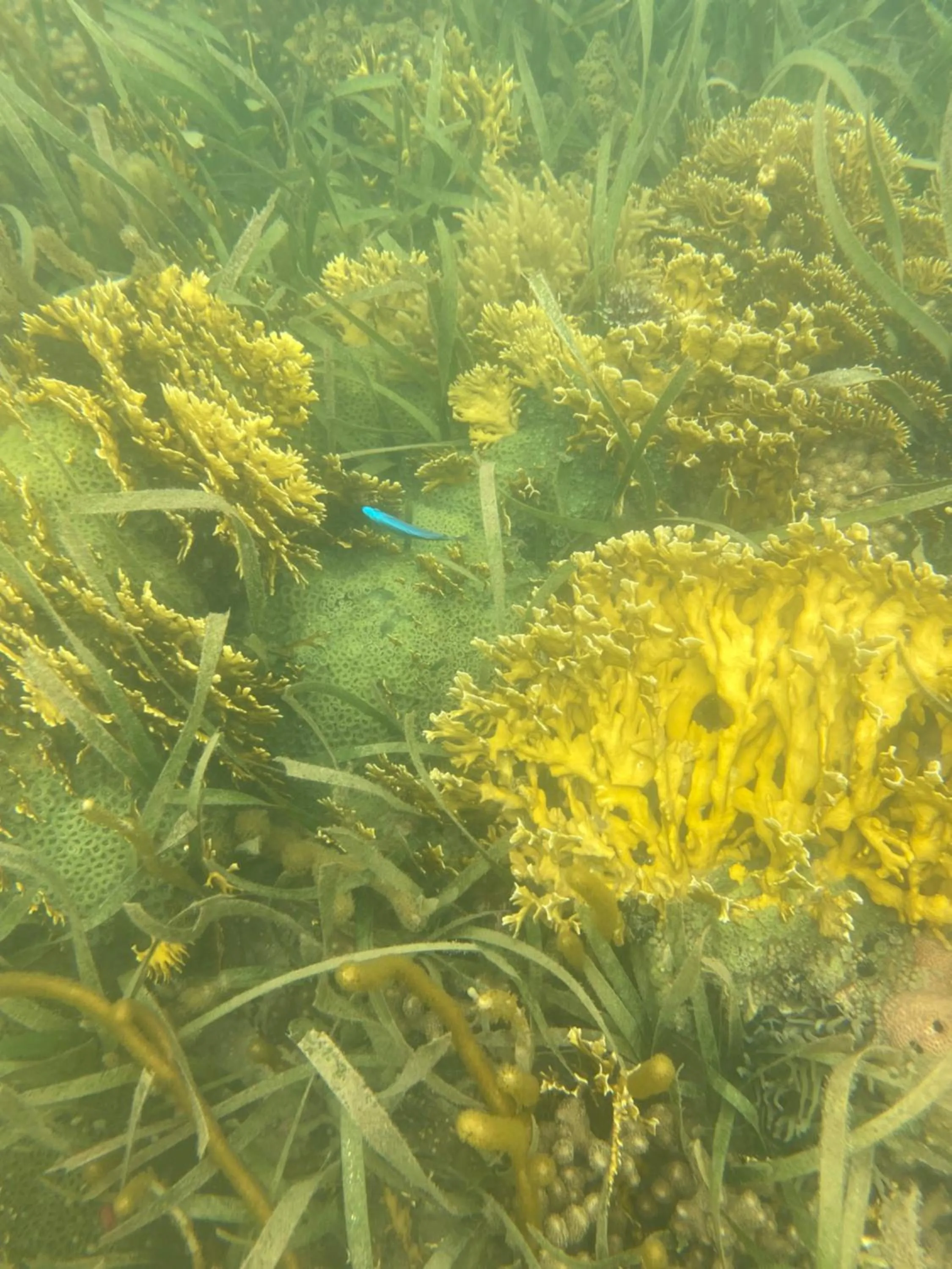 Snorkeling in Coral Cove Inn