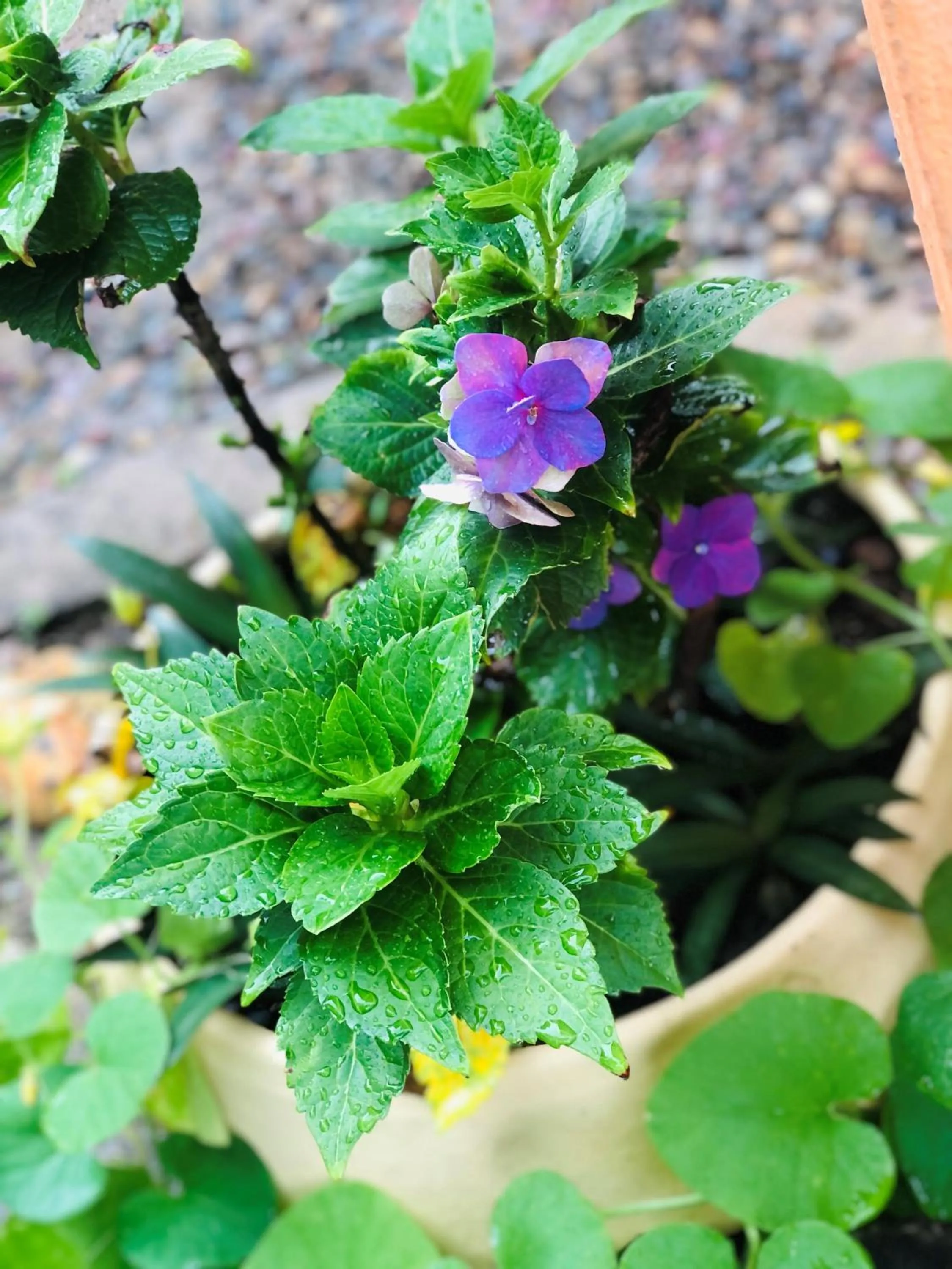 Garden in Coral Cove Inn