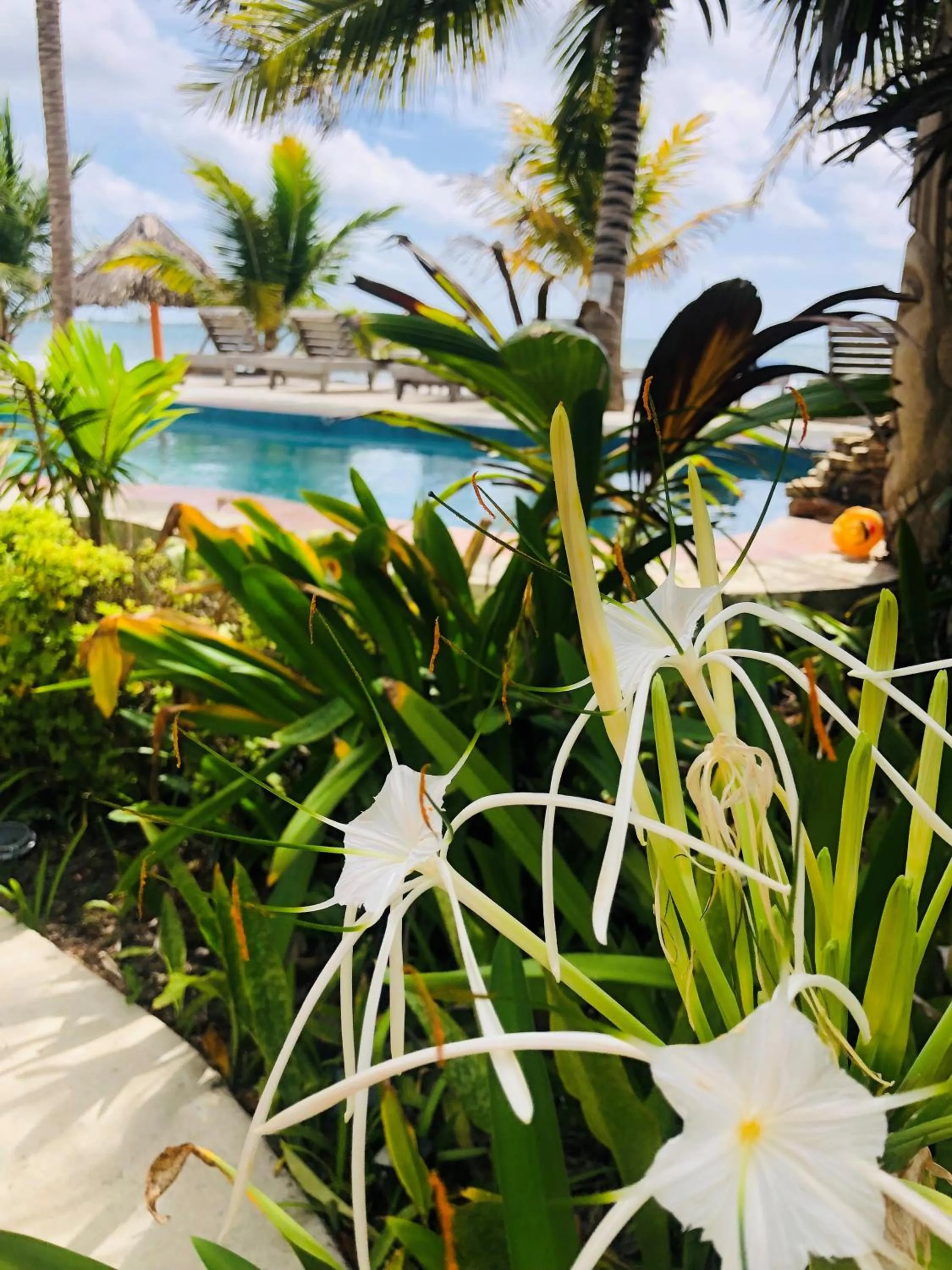 Garden in Coral Cove Inn