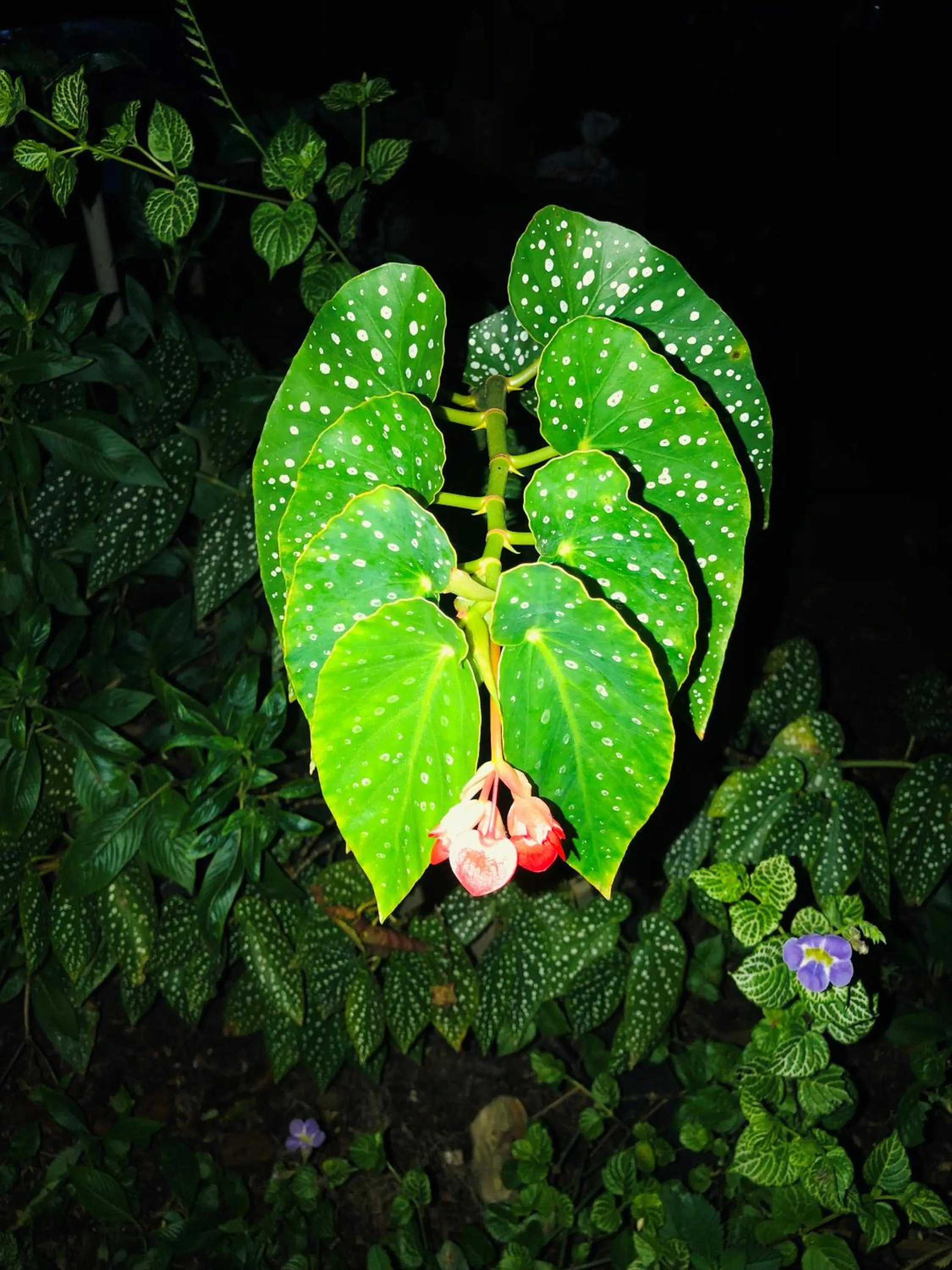 Garden in Coral Cove Inn