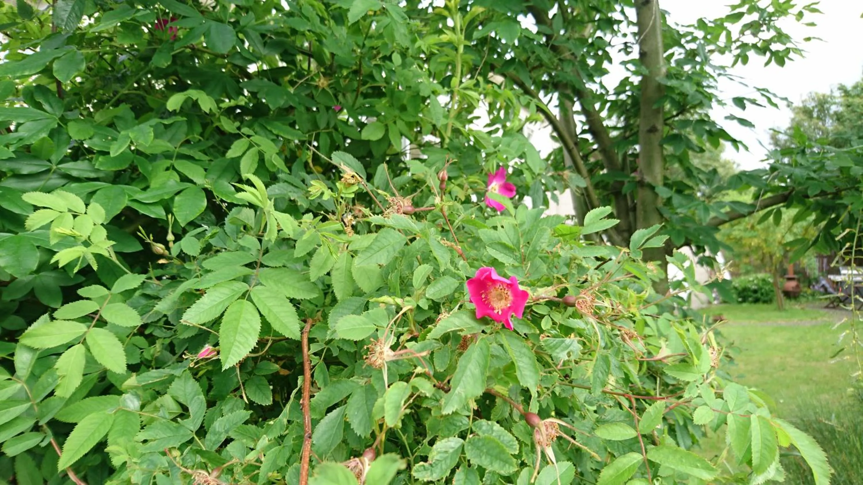 Garden in Alba Guesthouse