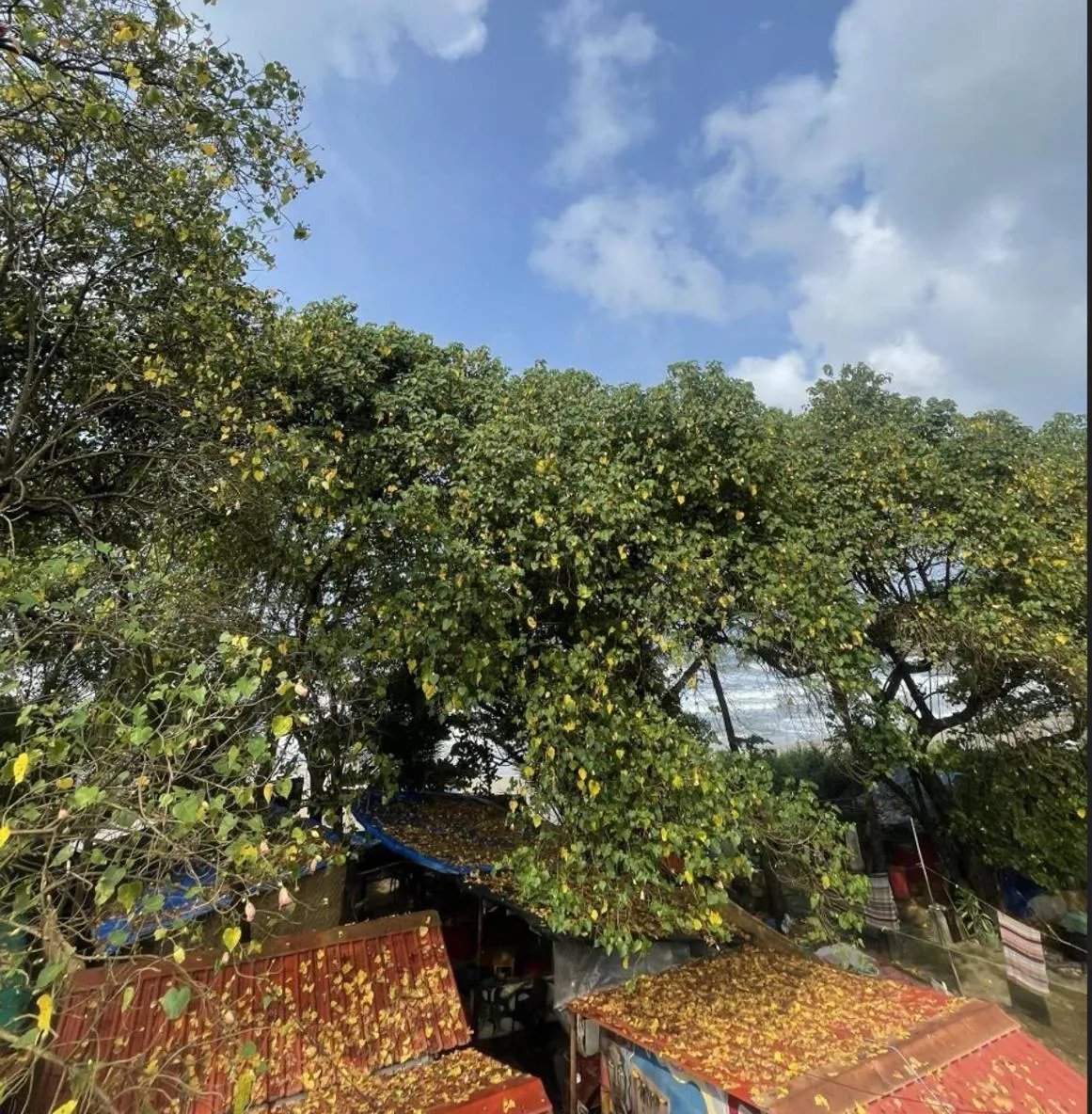 View (from property/room) in 12 Monks - Beachfront Hostel