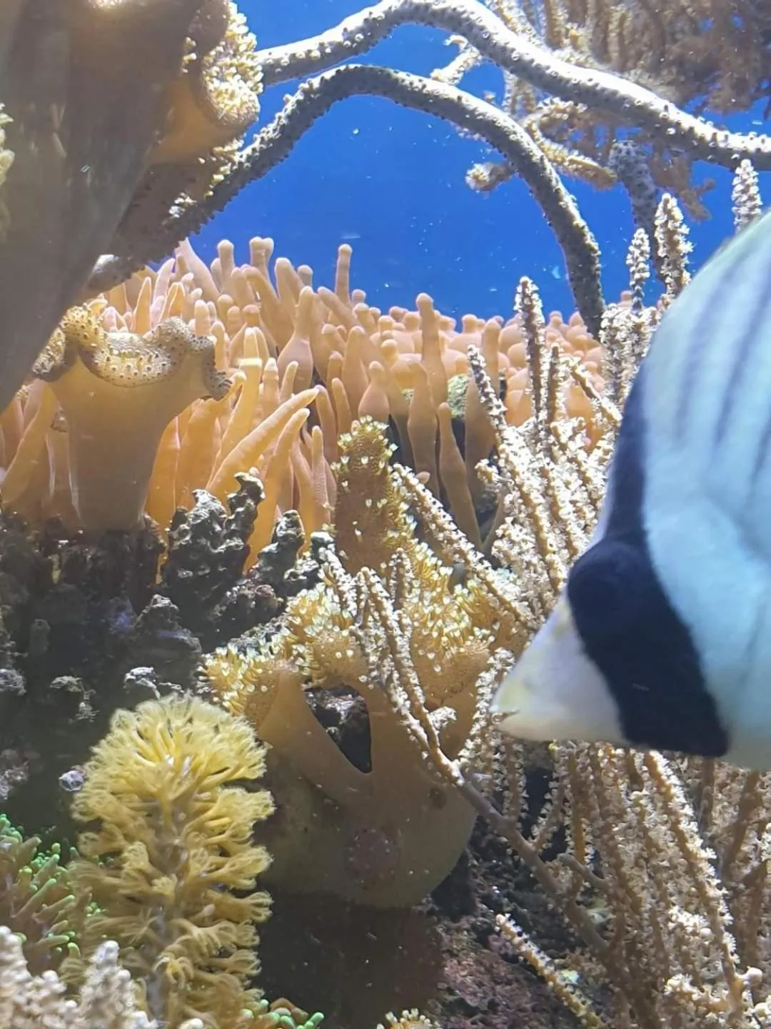 Diving in The Lighthouse