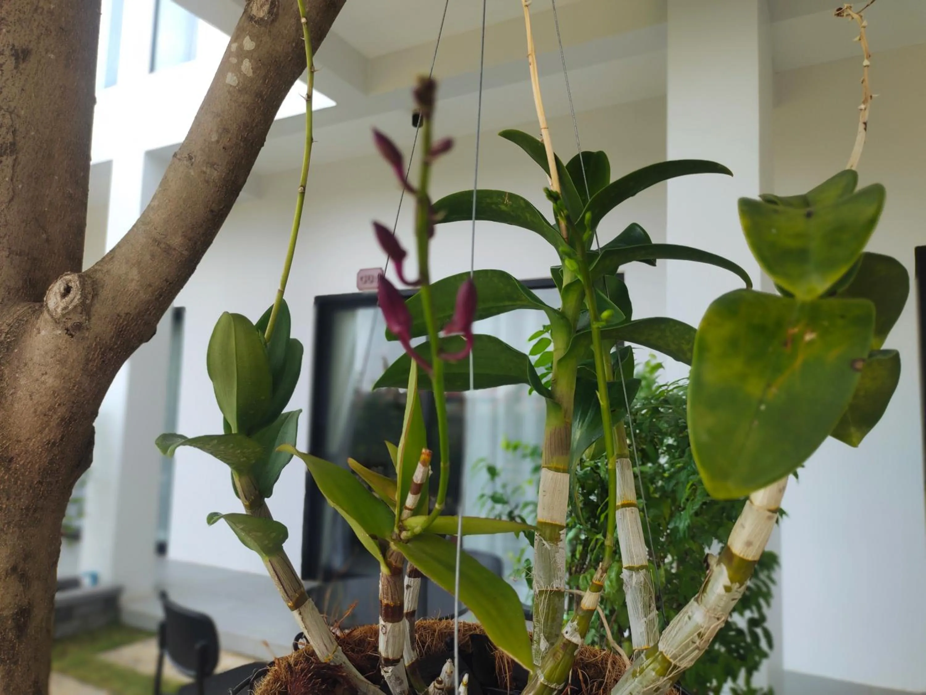 Garden in H&M Boutique