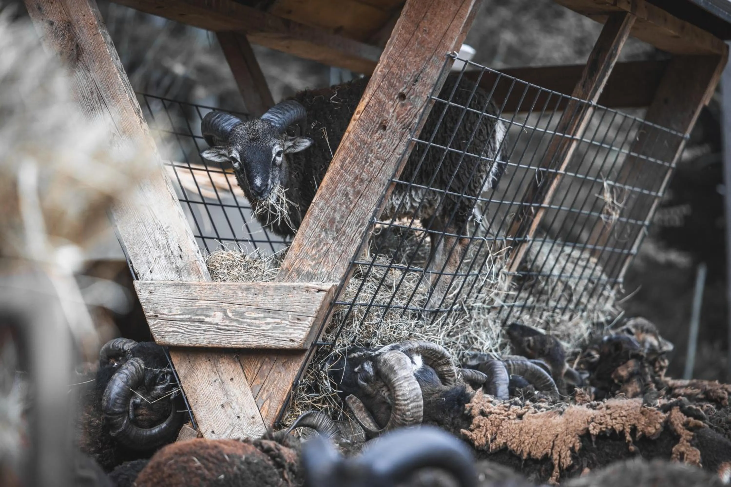 Animals in Vikings Villages Resort