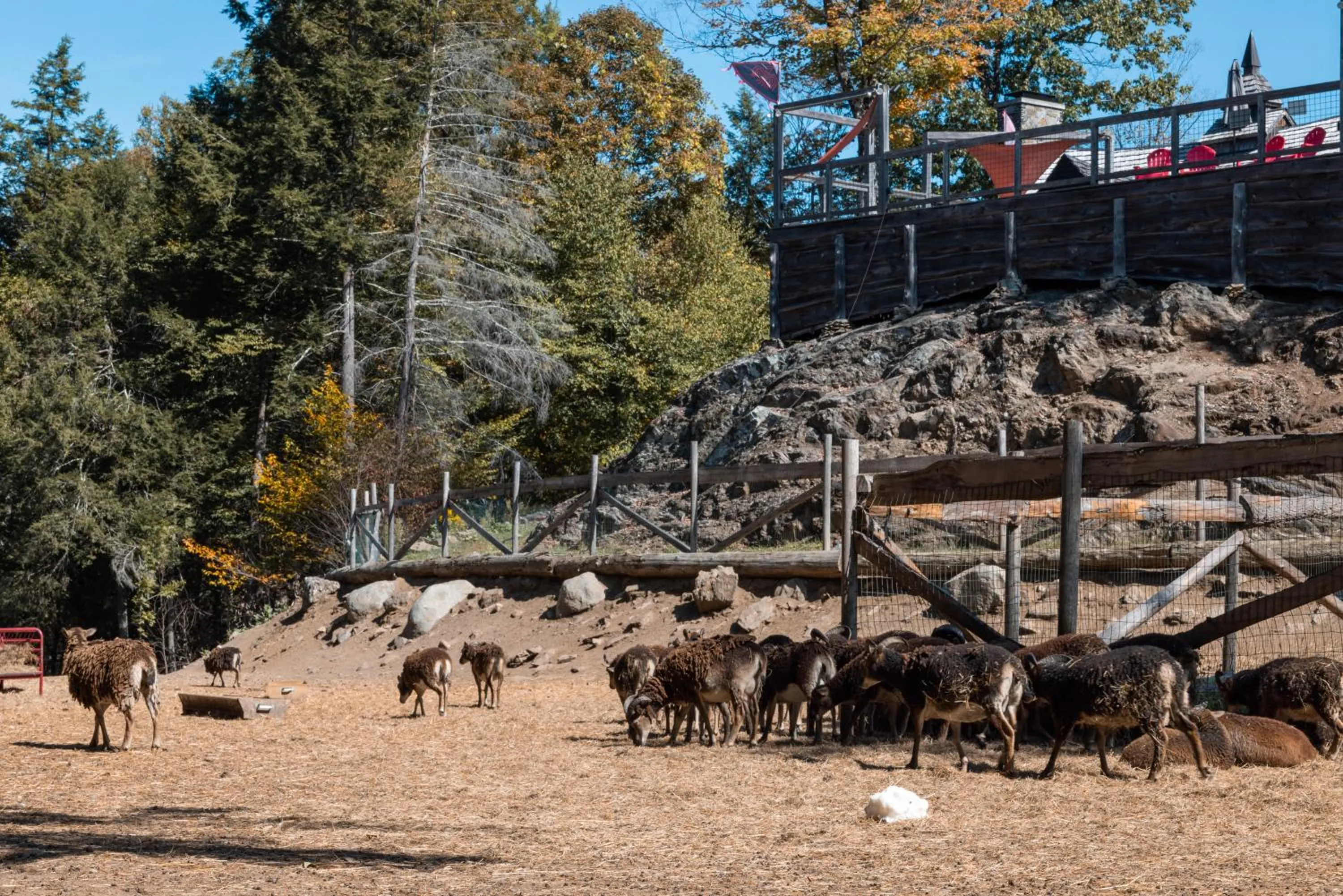 Animals in Vikings Villages Resort