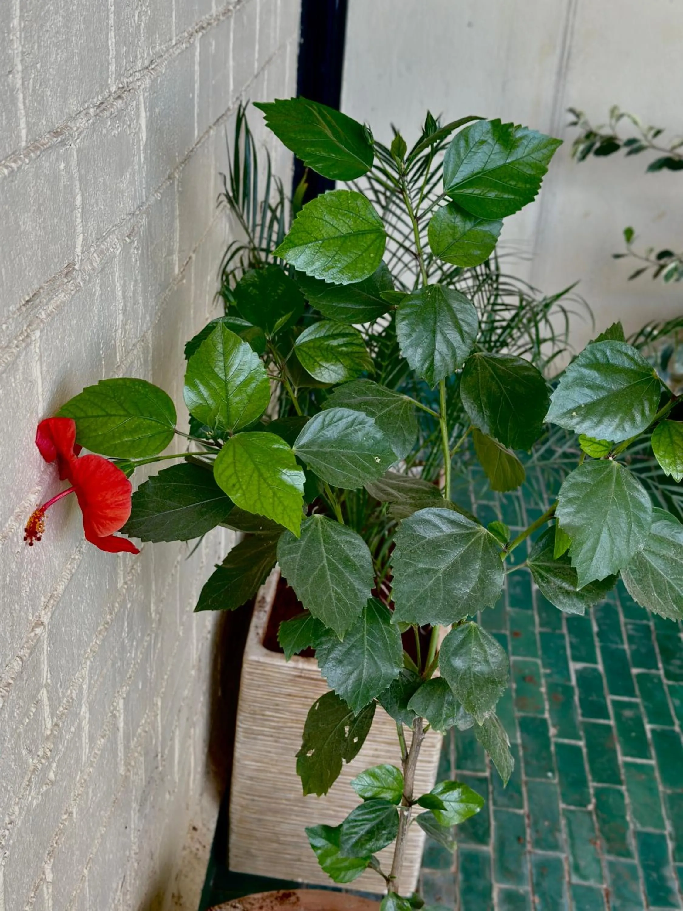 soundproof in Riad Damia Suite & Spa